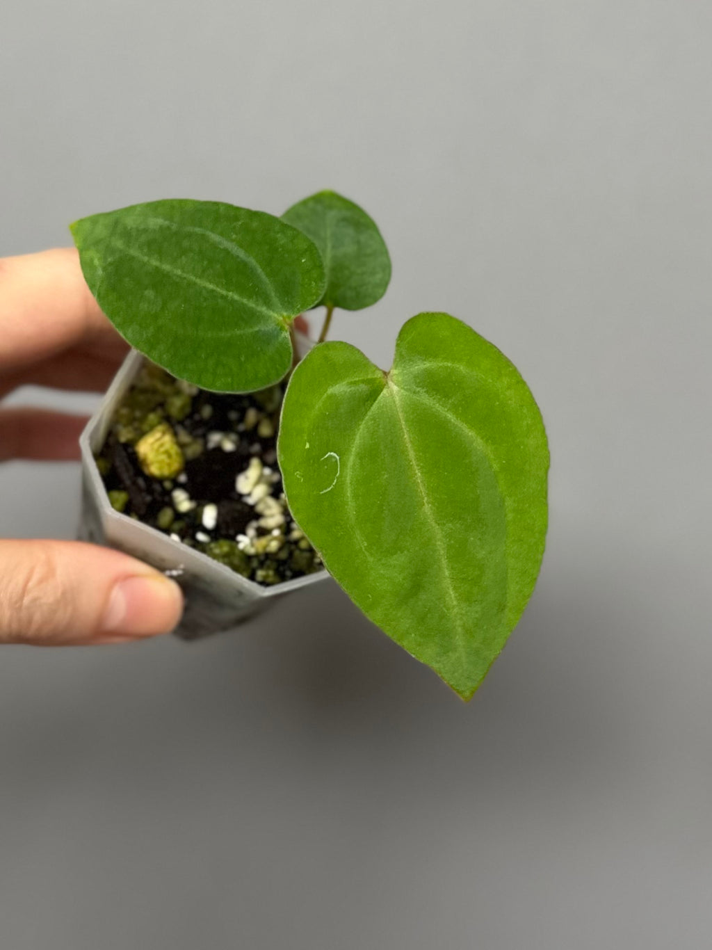 Anthurium RG dressleri x Carlablackiae District