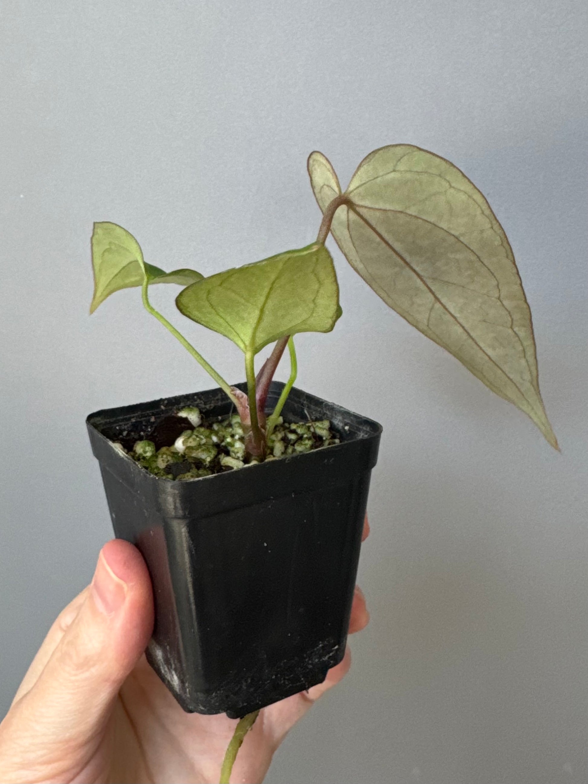 Anthurium (MagCrystal x NoID) x Papillilaminum