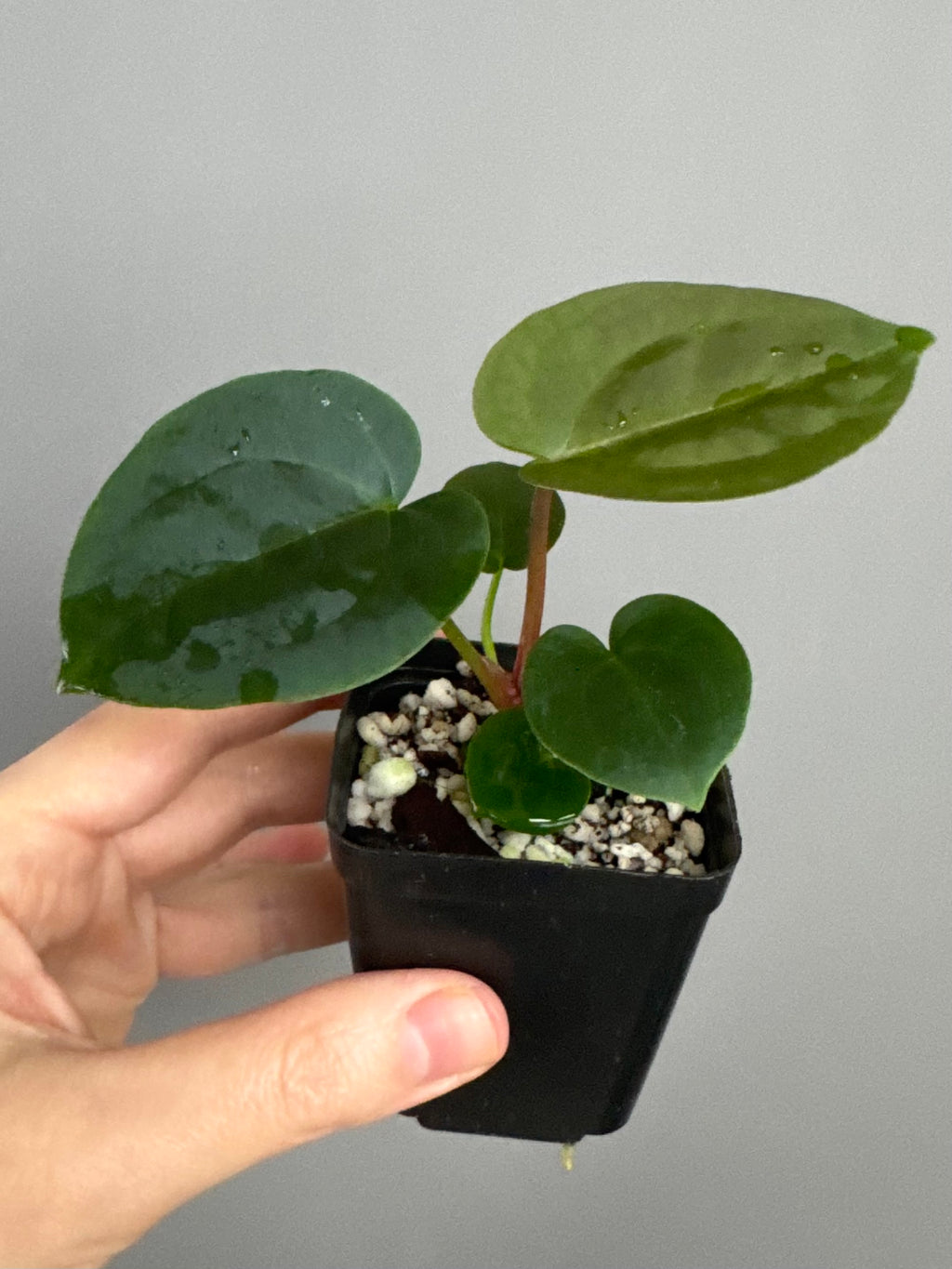 Anthurium (AOS x forgetii) x (NSE Red Crystallinum x Carlablackiae)