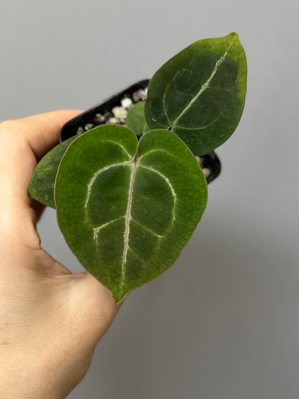 Anthurium (ZxM) x  (NSE Red Crystallinum x Carlablackiae)