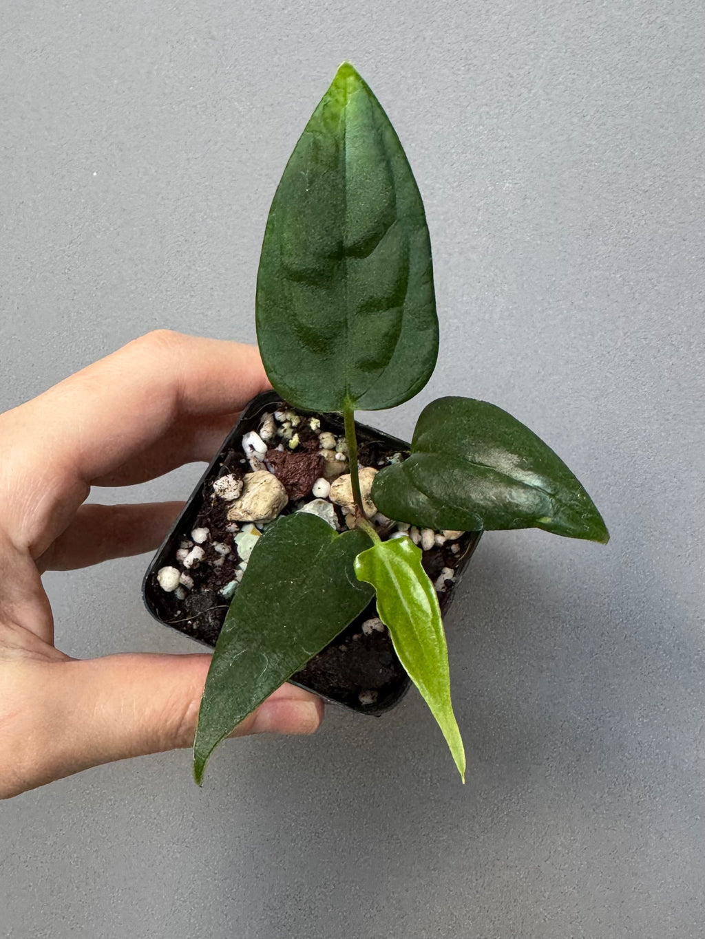 Anthurium (Subsignatum x Pap Marie) x (portillae Dorito x RLFS) (#2)