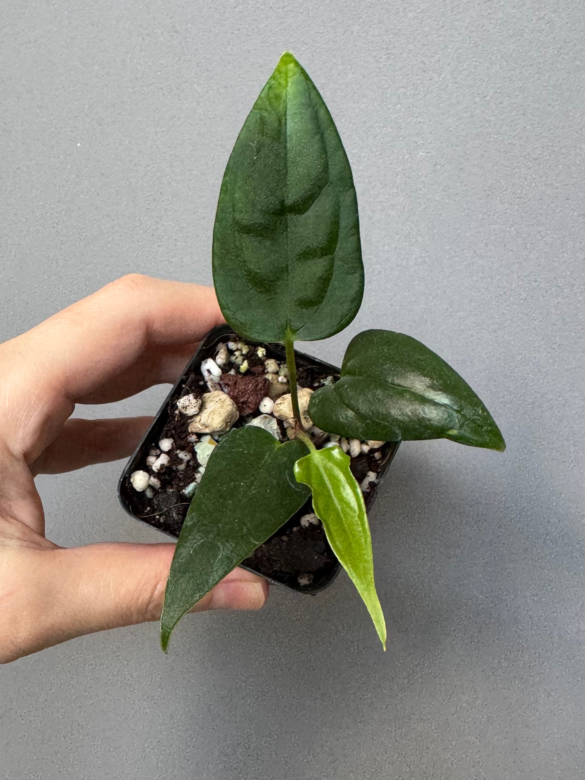Anthurium (Subsignatum x Pap Marie) x (portillae Dorito x RLFS) (#2)
