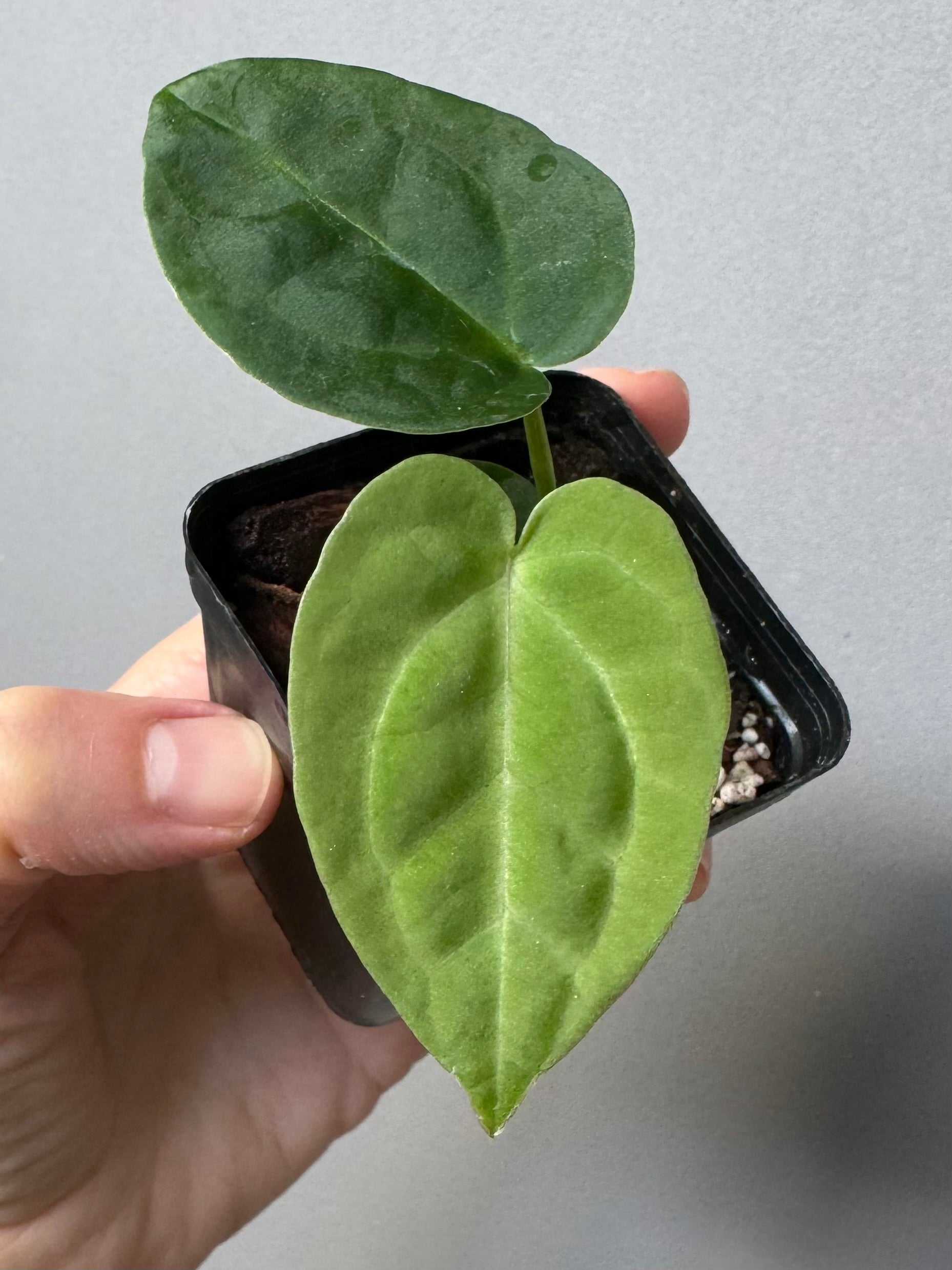 Anthurium forgetii dark form x Carlablackiae