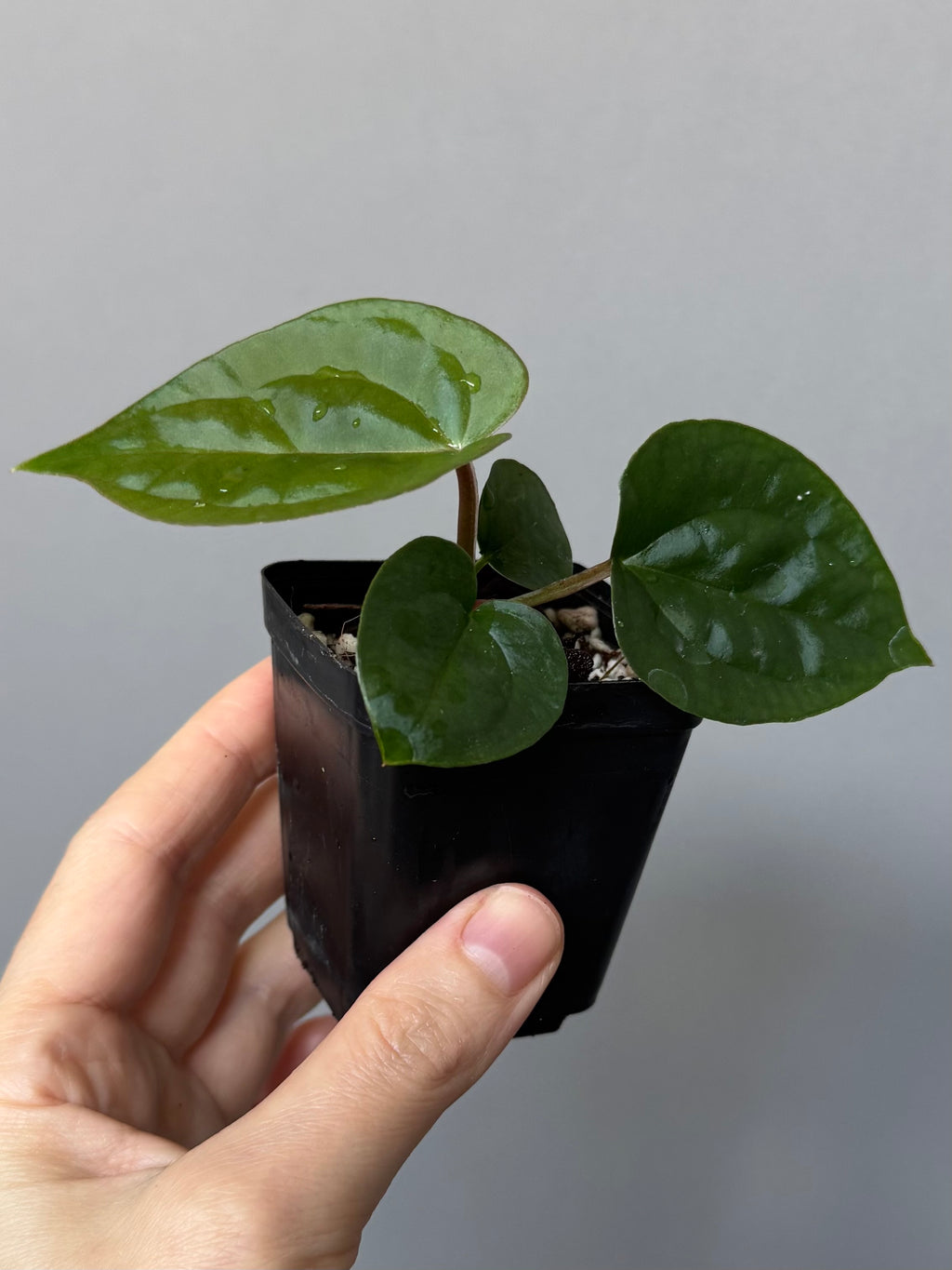 Anthurium ZxM x luxurians