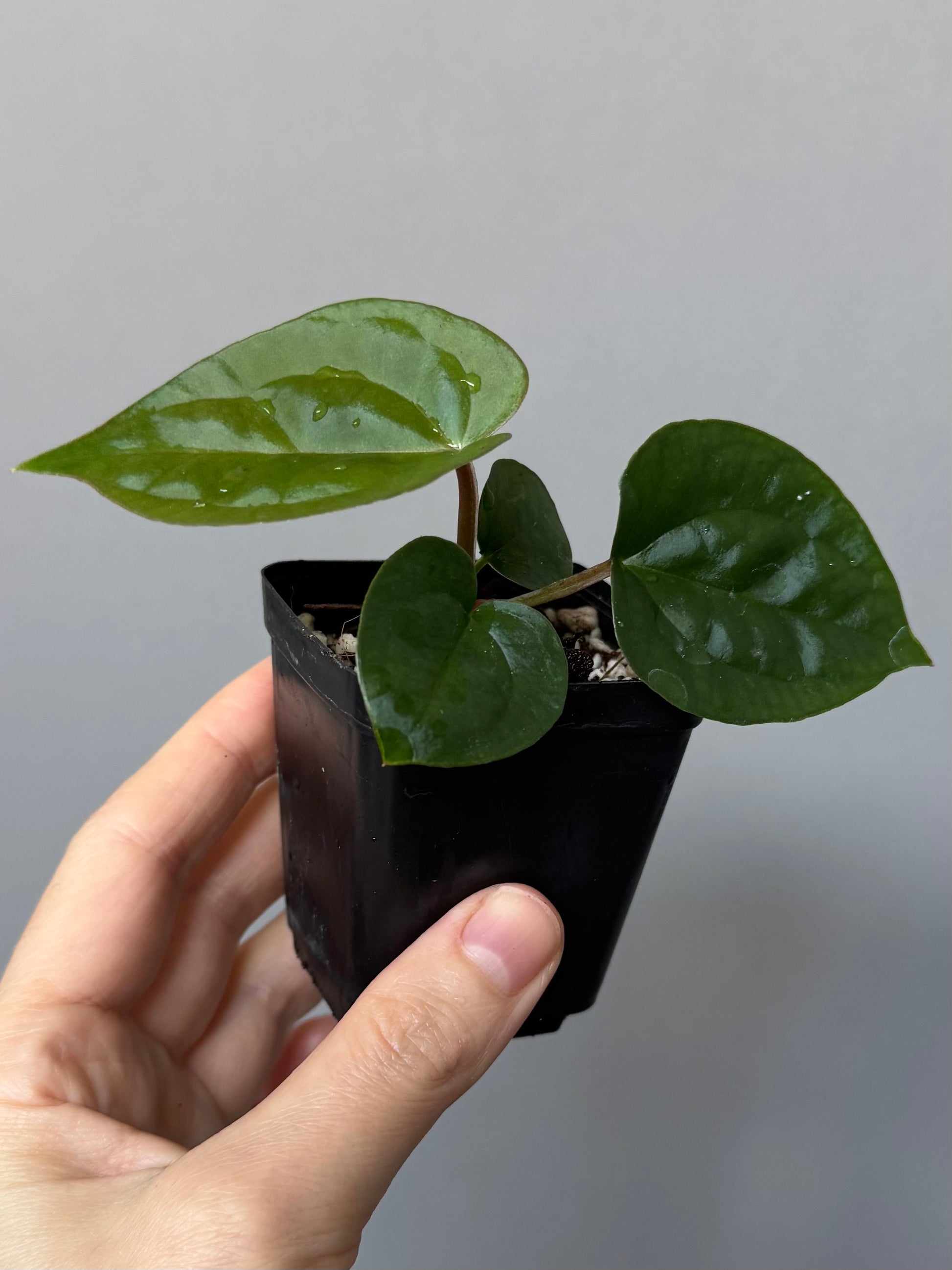 Anthurium ZxM x luxurians