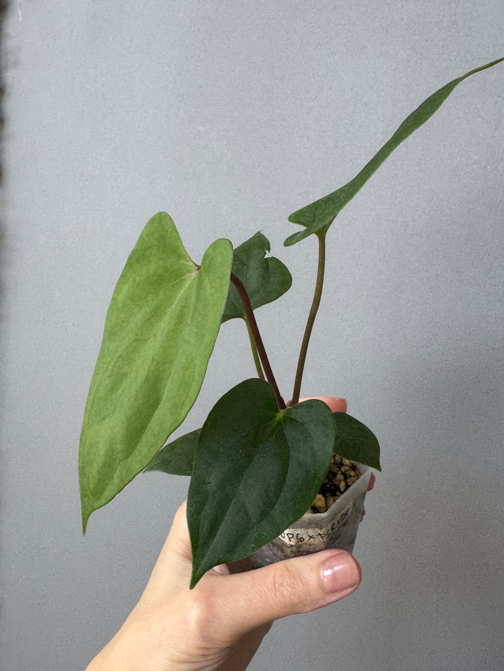 Anthurium ((BVEP x Portillae Dorito) x (Dark Phoenix x Goliath)) x (Fort Sherman x RVDP)