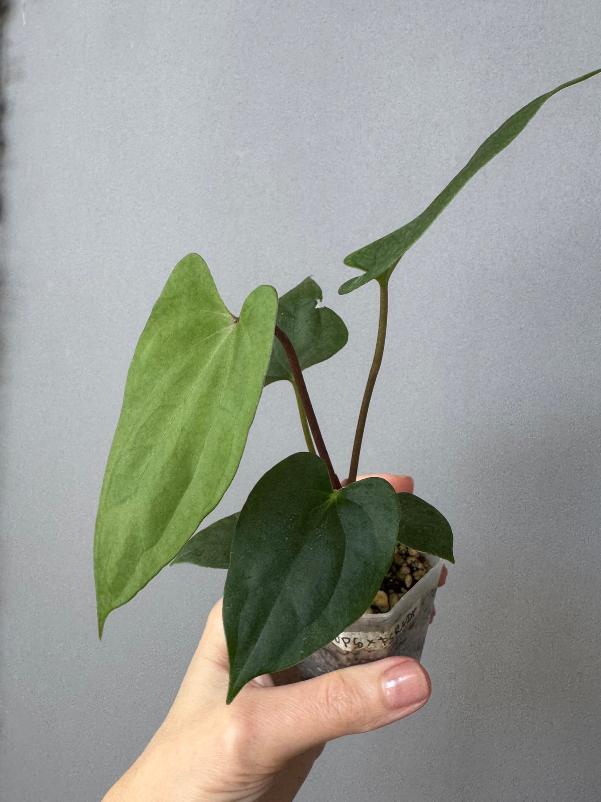 Anthurium ((BVEP x Portillae Dorito) x (Dark Phoenix x Goliath)) x (Fort Sherman x RVDP)
