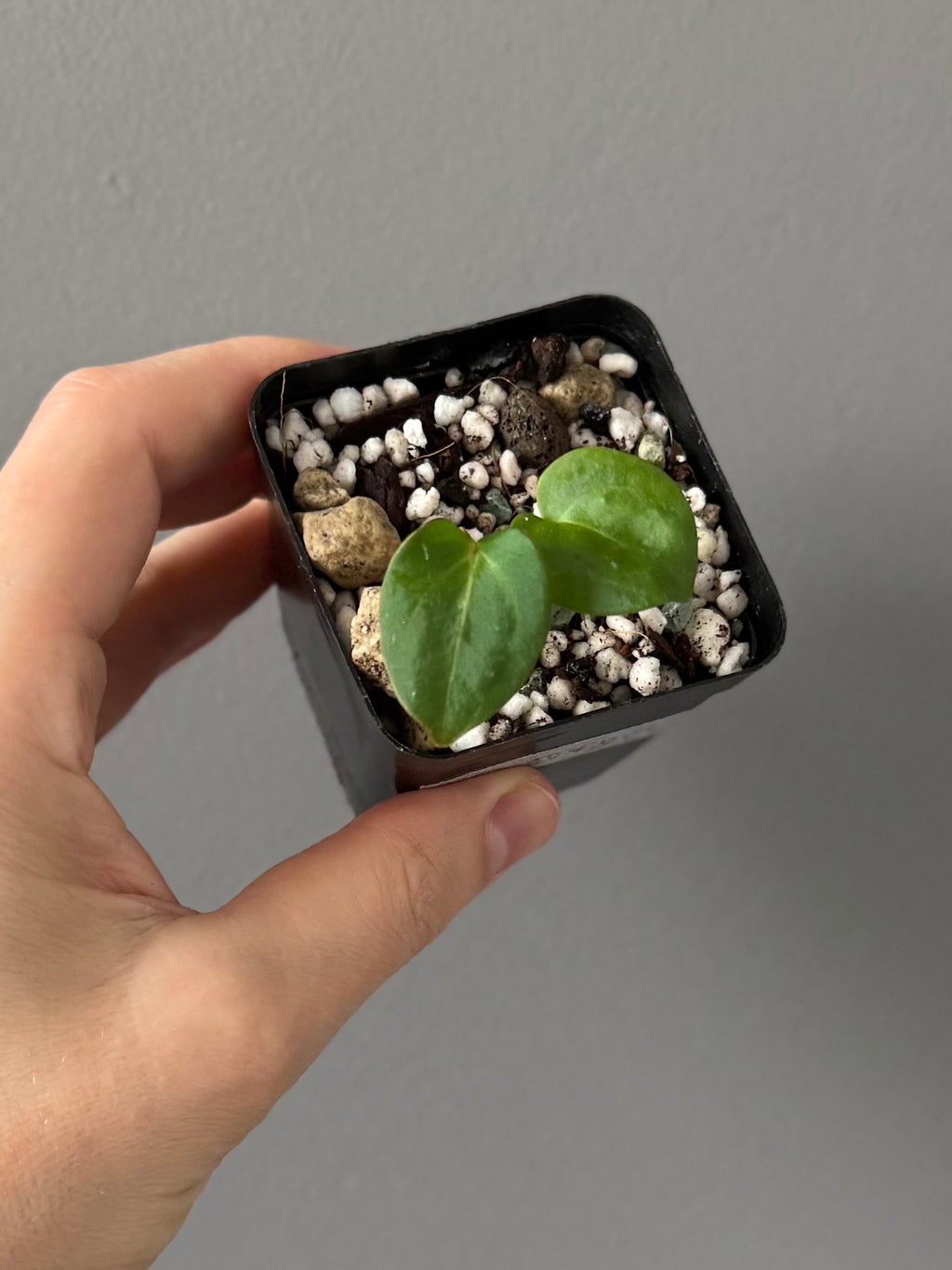 Anthurium Carlablackiae RA5x10 x open