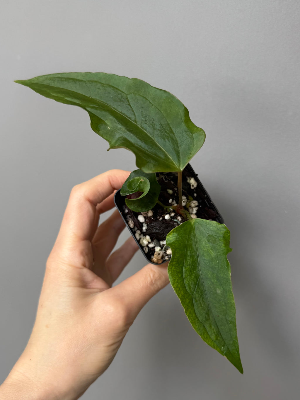 Anthurium Subsignatum Velvet x Ralph Lynam clone (#1) (by mathiuxaroid)