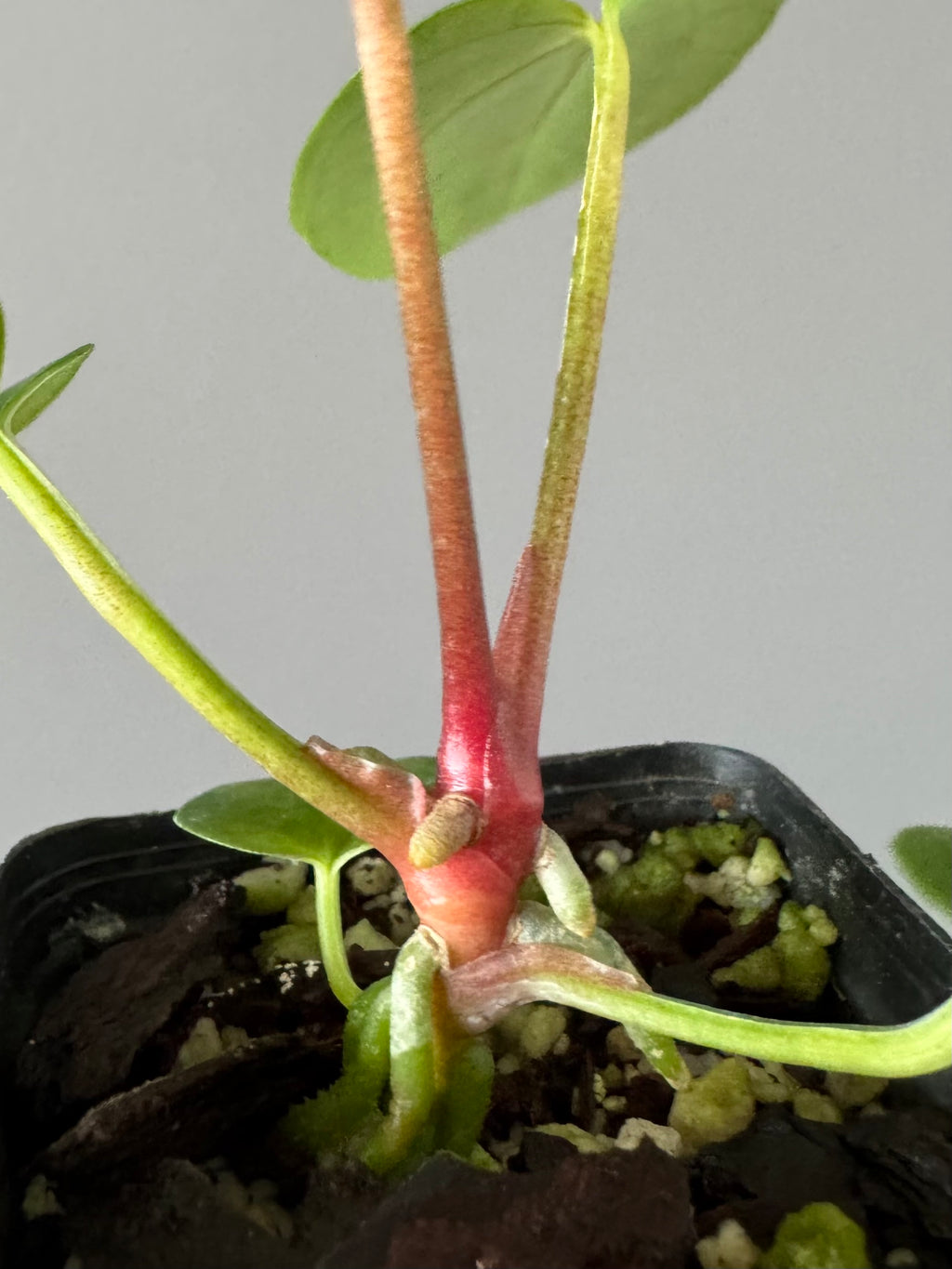 Anthurium (PapillilaminumX x (KOS x Silver Blush)) X (NSE Red Crystallinum x carlablackiae)