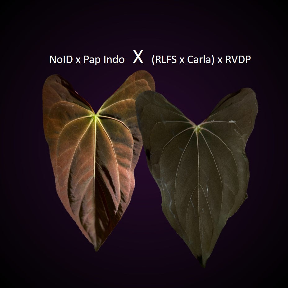 *NEW* Anthurium (NoID x pap Indo) x ((RLFS x Carla) x RVDP) - gekeimte Seeds