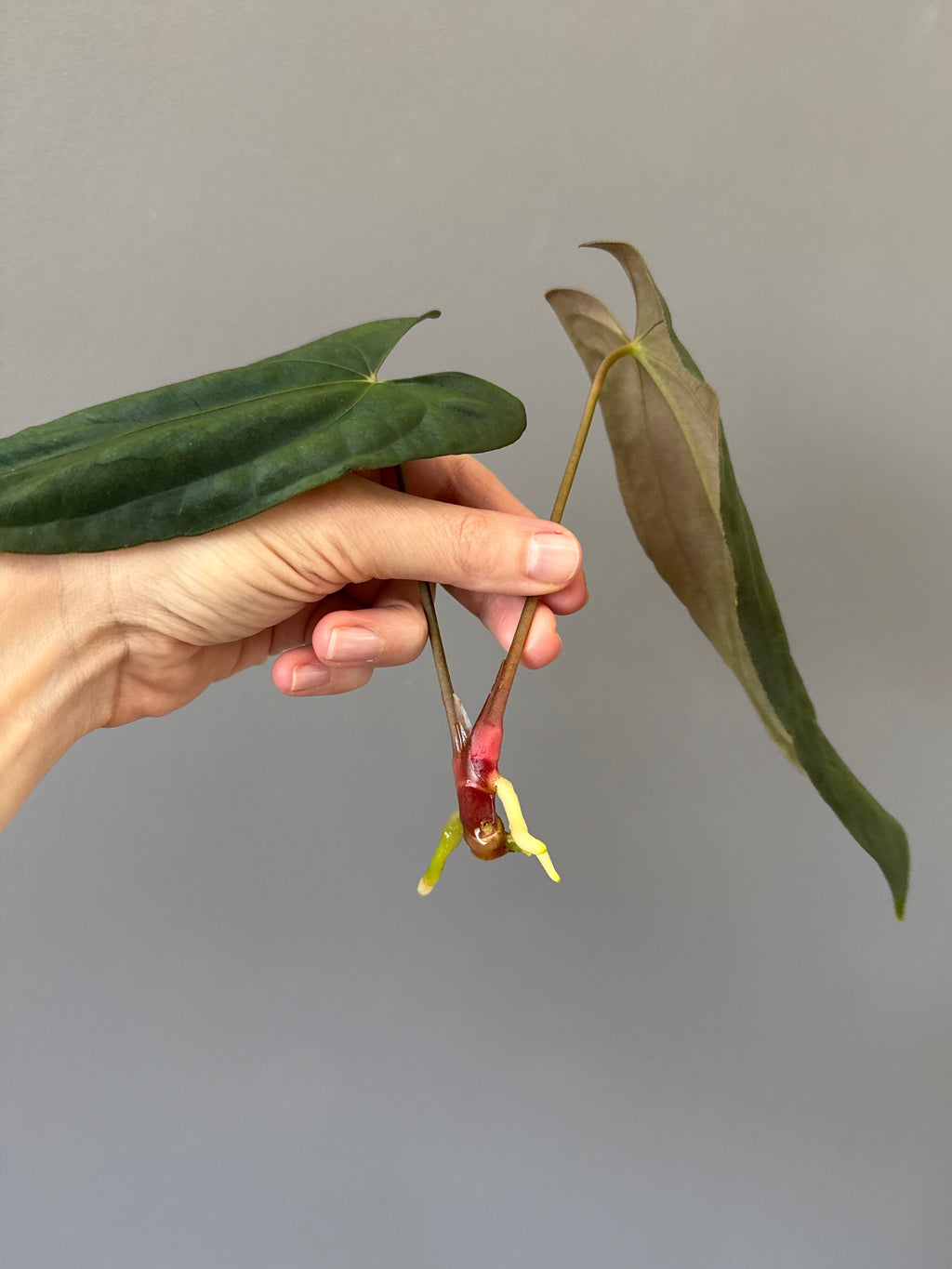 Anthurium FSxRL (by Jay Vannini) - Ableger