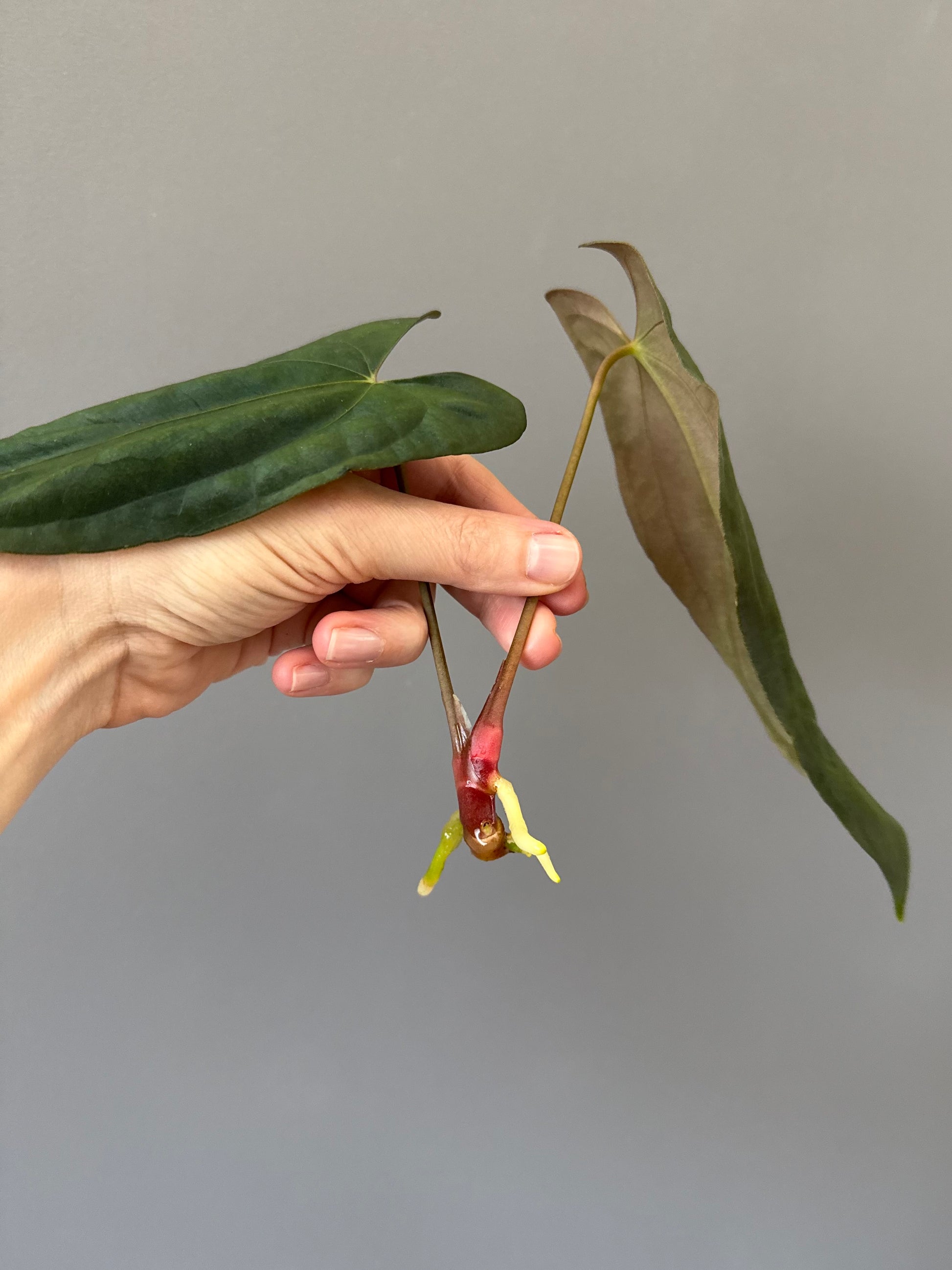 Anthurium FSxRL (by Jay Vannini) - Ableger