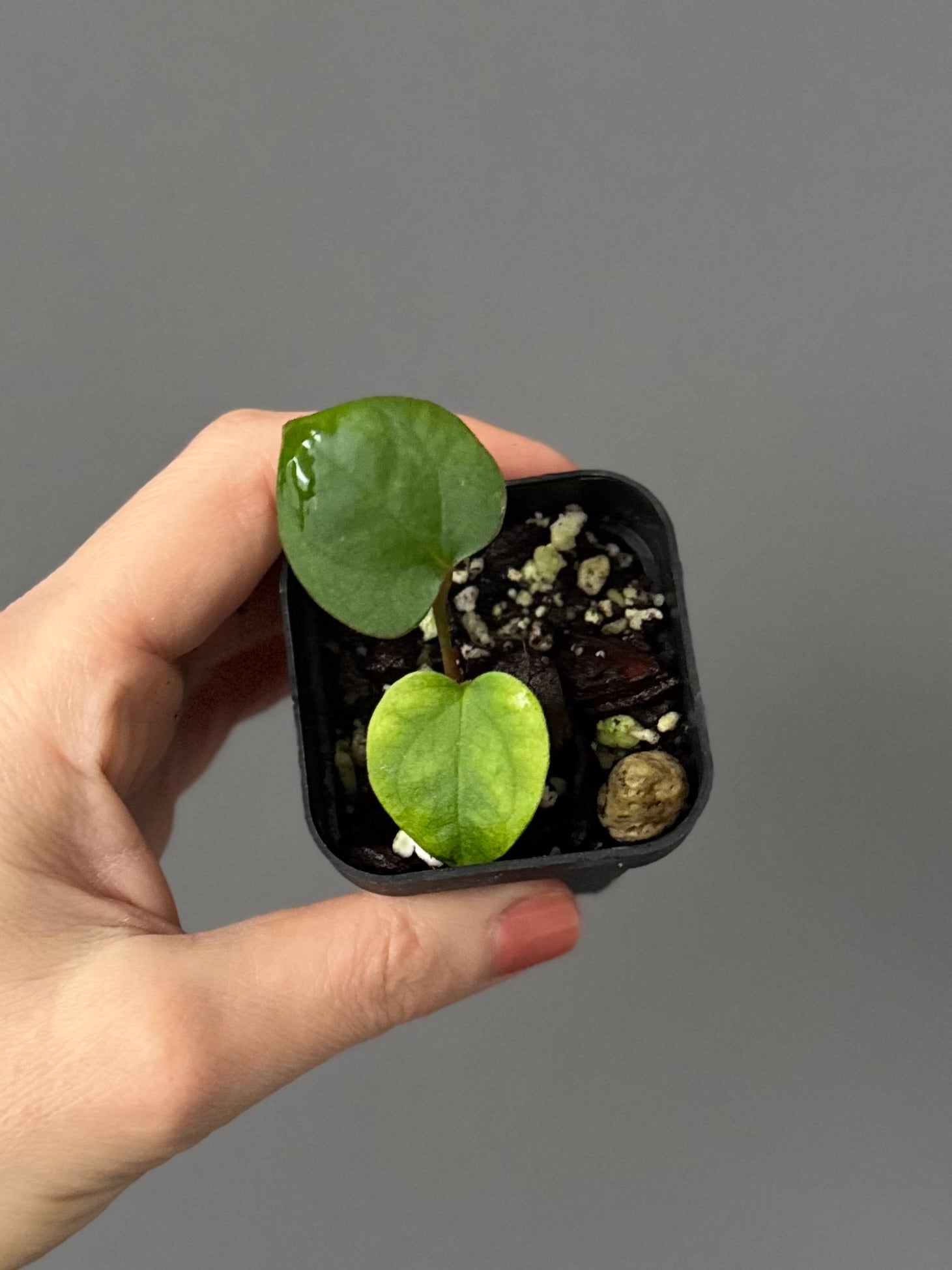 (Midnight Velvet x Red Studd) x NSE CarlaX #2