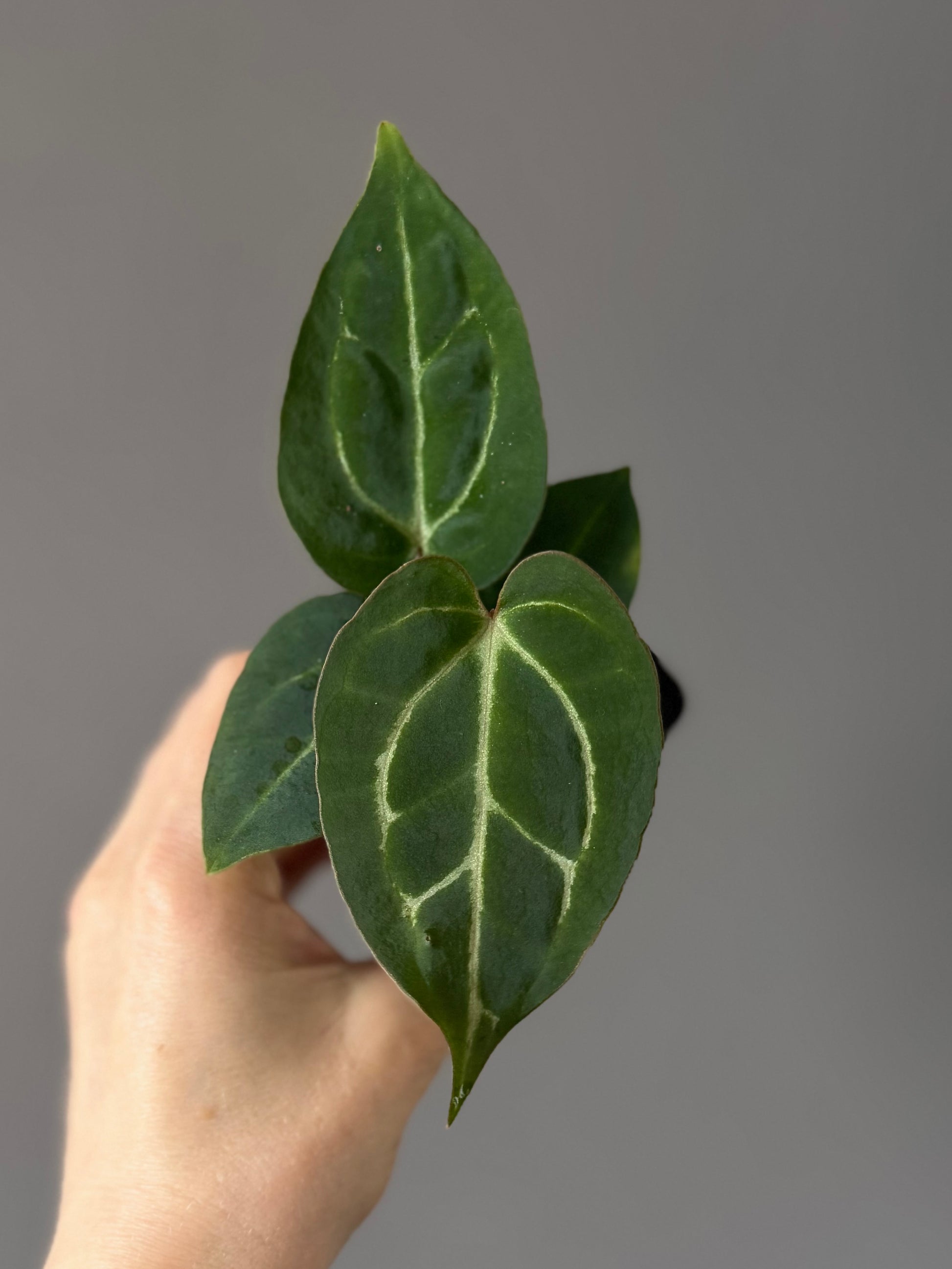 Anthurium crystallinum x (NSE Red Crystallinum x Carlablackiae)