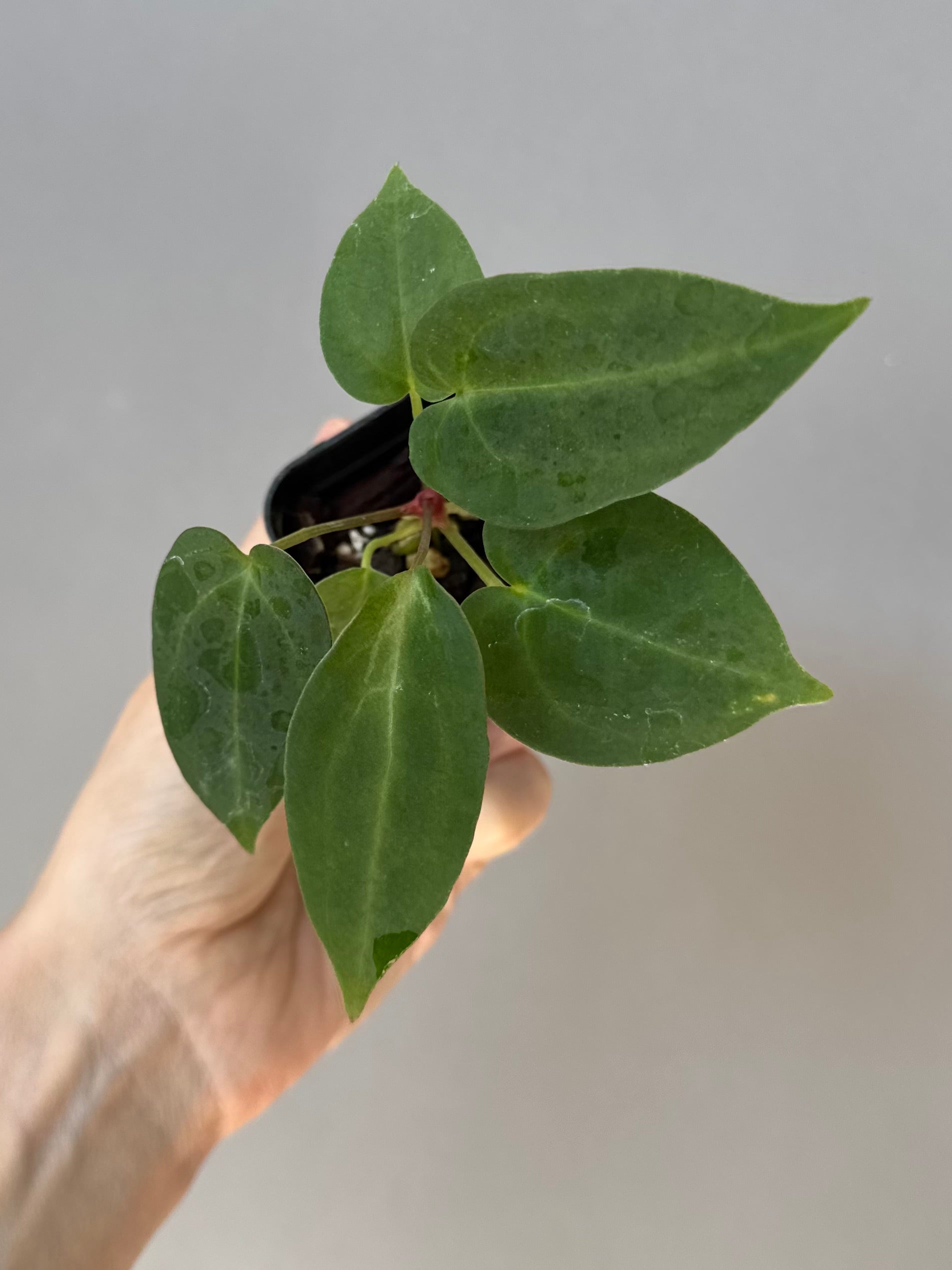 Anthurium (MagCrystal x NoID) x Papillilaminum