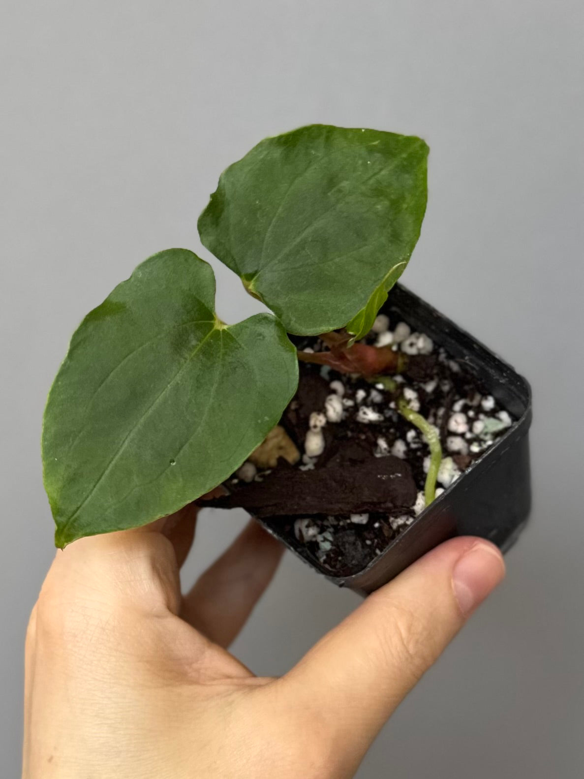 Anthurium papillilaminum Ralph Lynam xself (Dwane/nodeboi) clone/cutting