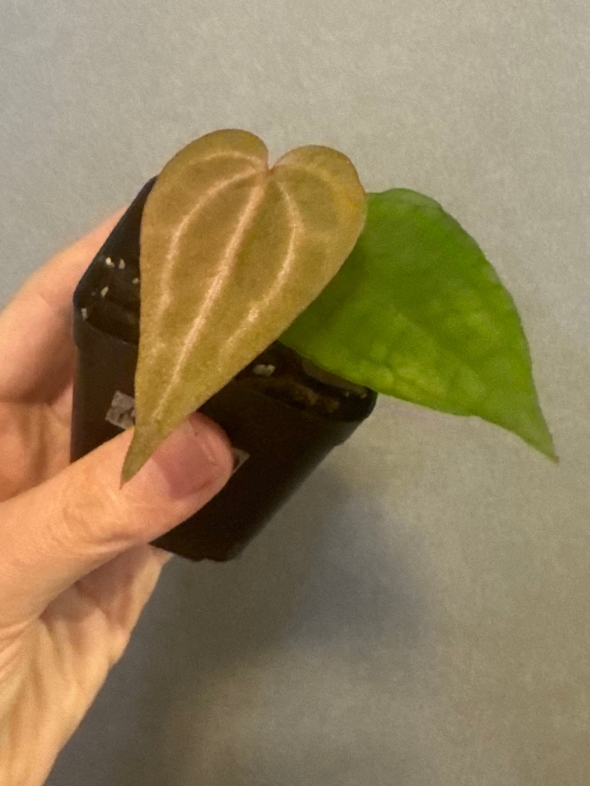 Anthurium M x AOS dfxgf