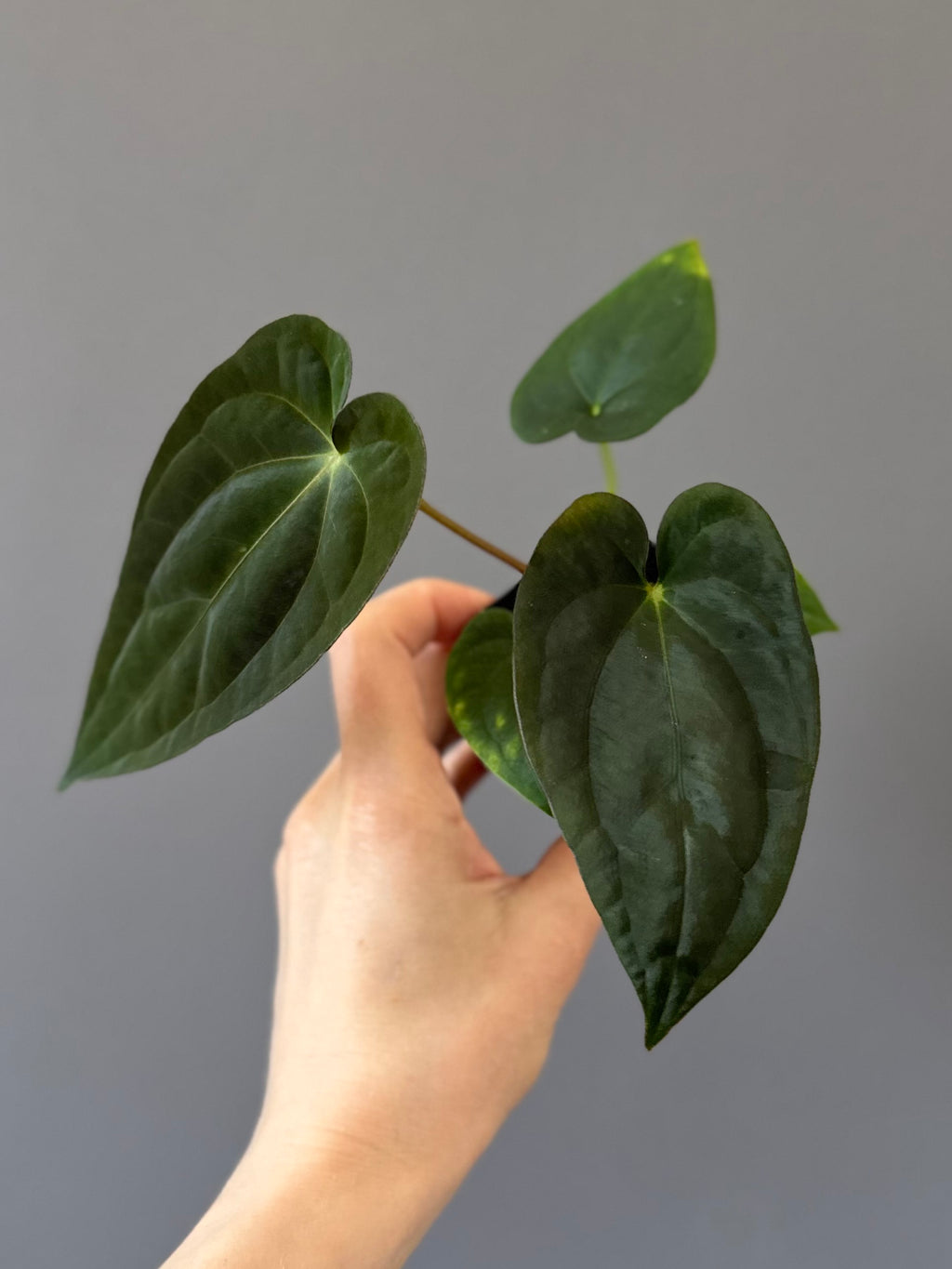 Anthurium Papillilaminum ‚Gatorbod‘ x (RGdressCarla x BVEP) (by variegated_stringray)