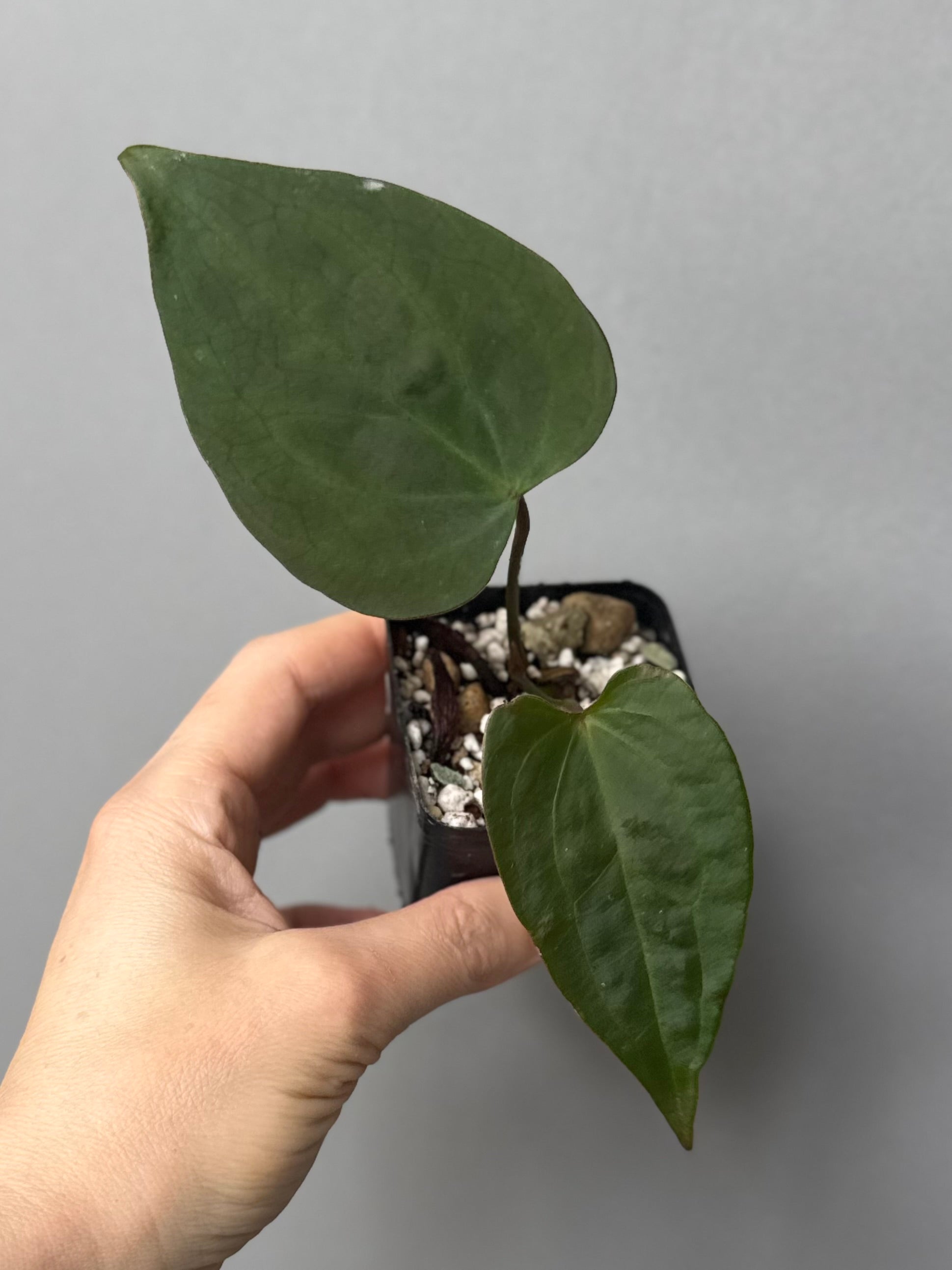 Anthurium (Indo Port x KOS) x (KOS x forgetii)