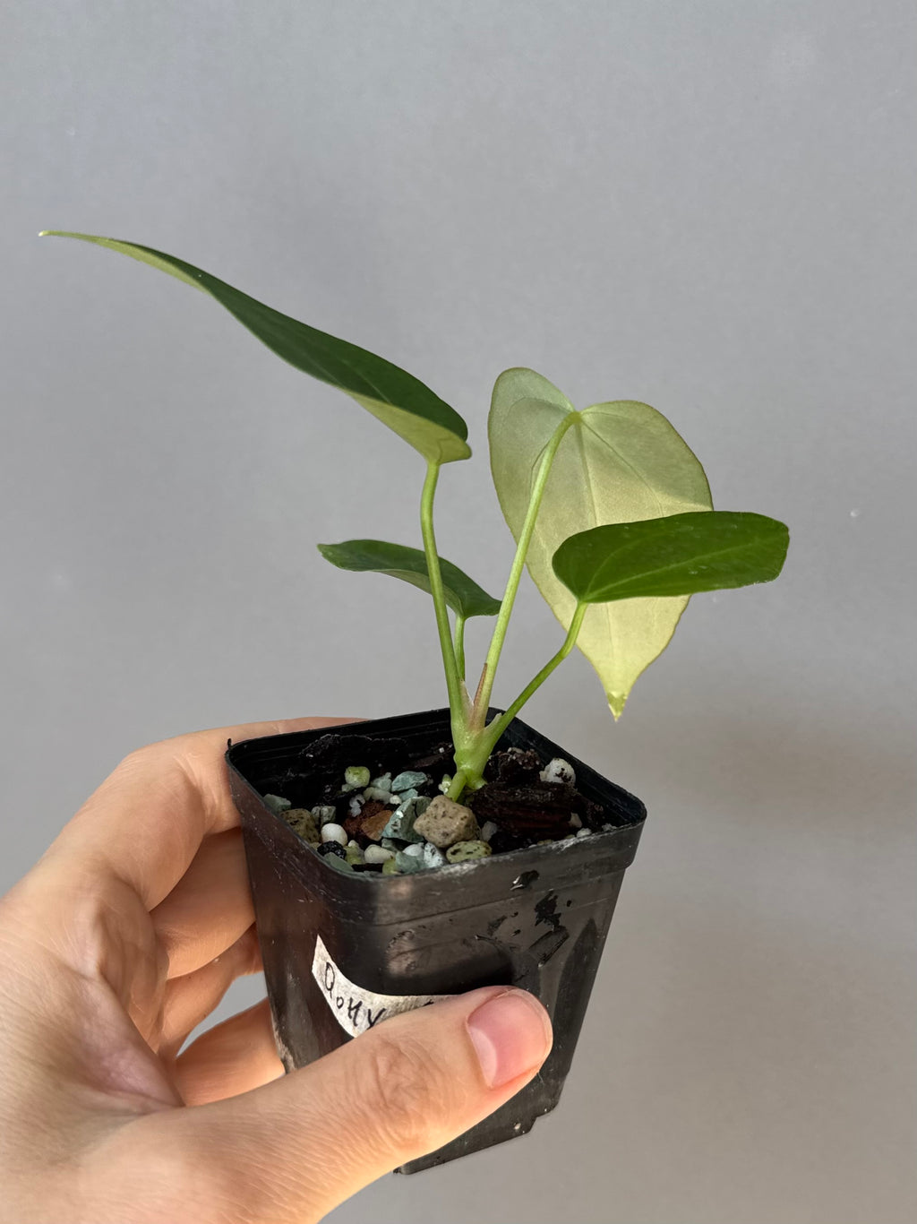 Anthurium (Queen of Hearts x besseae aff OR forgetii) x NSE CarlaX