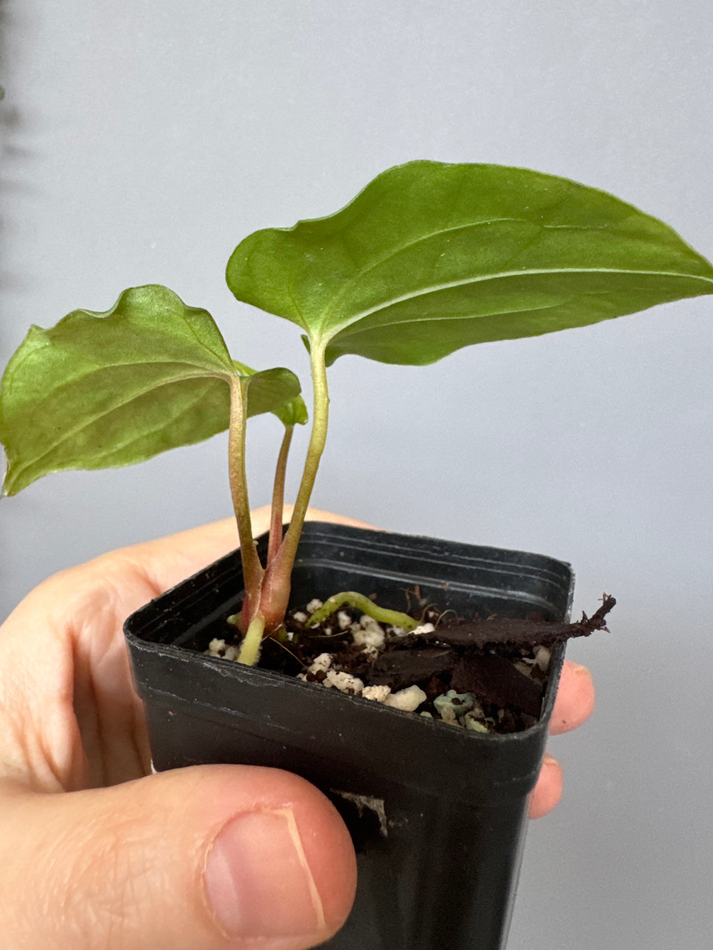 Anthurium papillilaminum Ralph Lynam xself (Dwane/nodeboi) clone/cutting