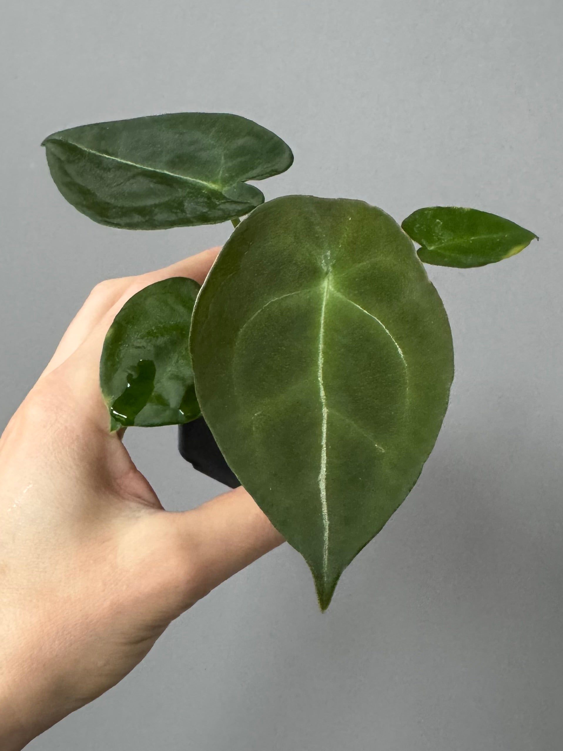 anthurium forgetii x crystallinum Anthurium forgetii (White Stripes x Dark Form) – crystallinum & co