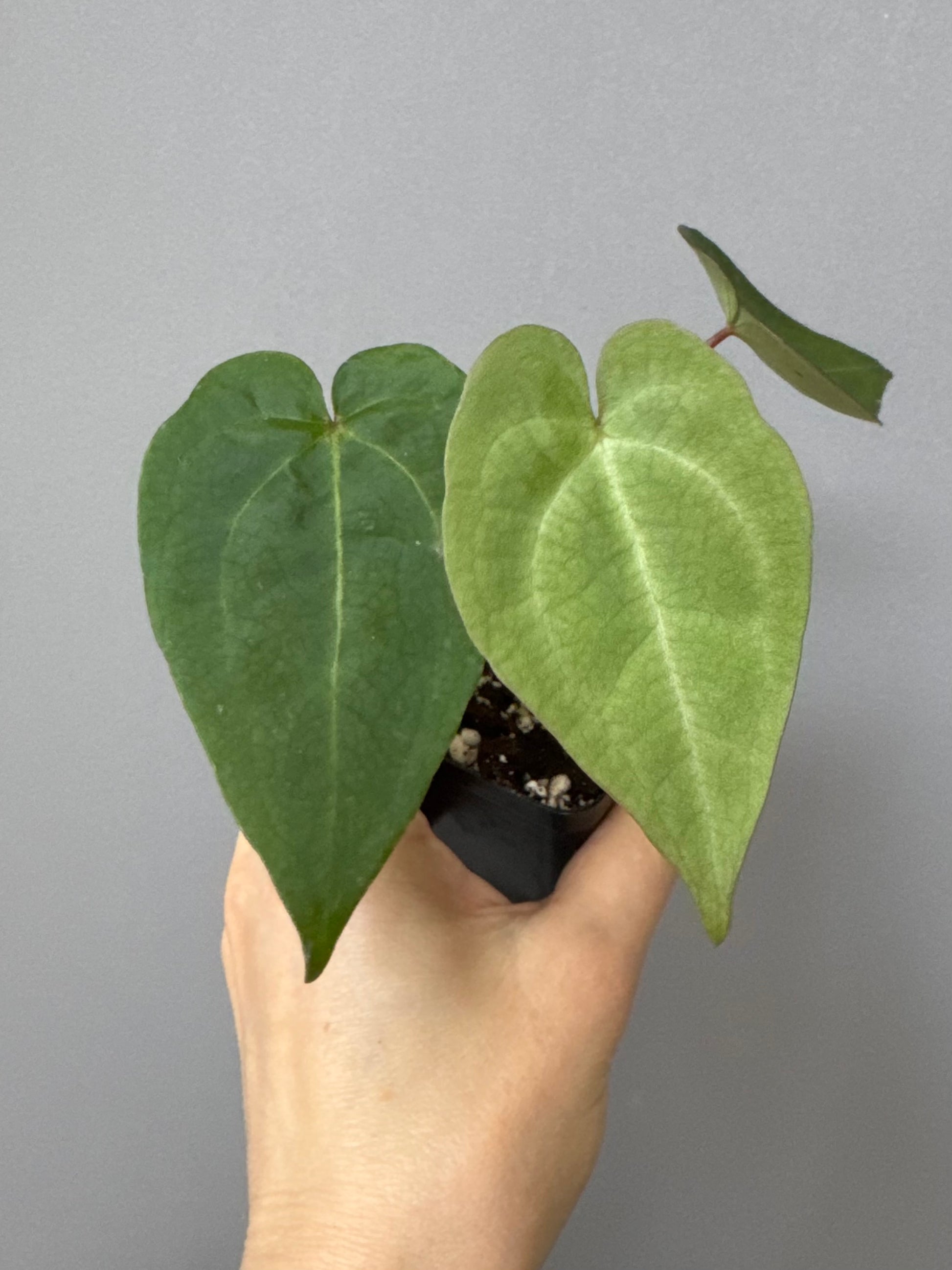 Anthurium NoID x (AOS x forgetii)