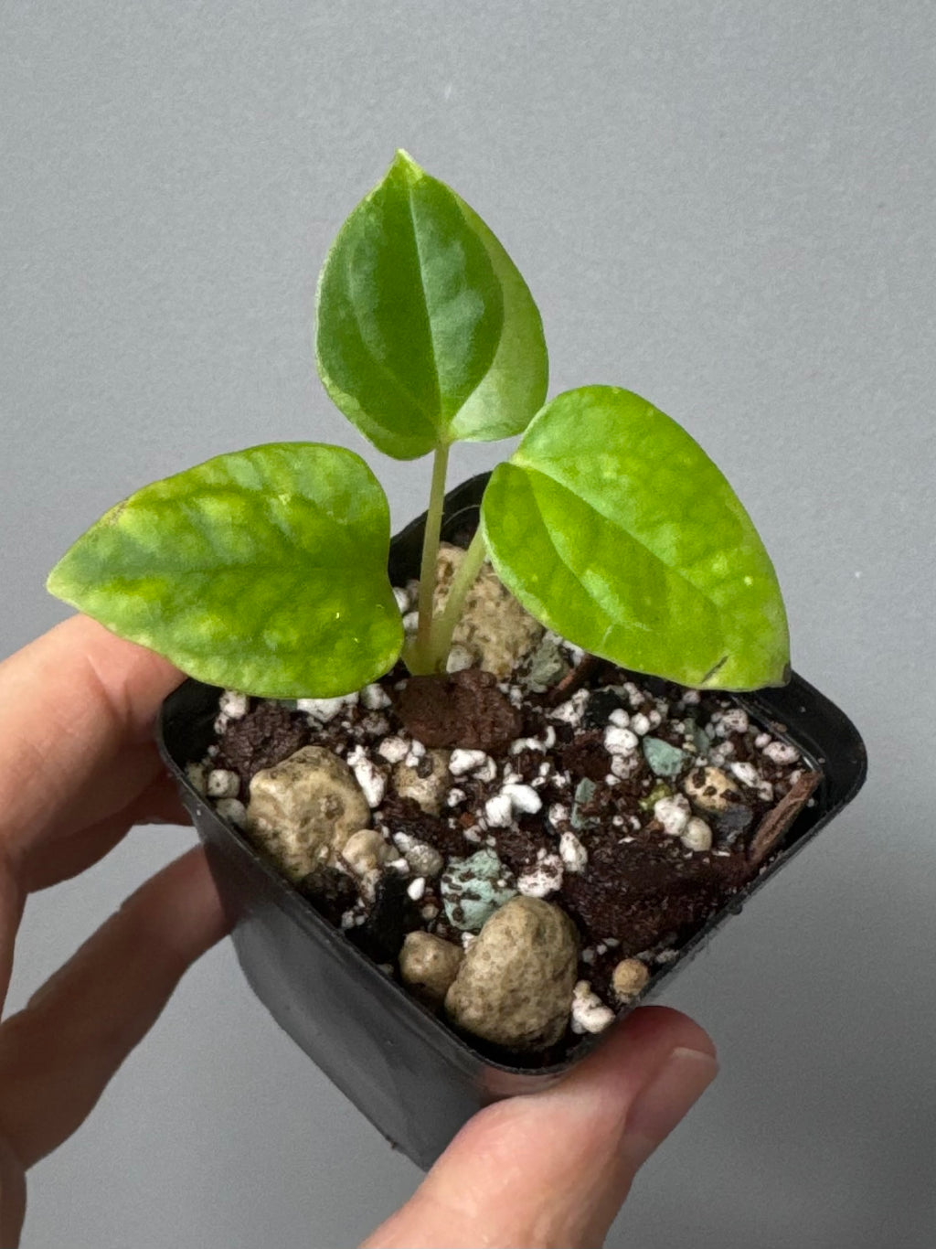 Anthurium Mr. Worldwide x debilis