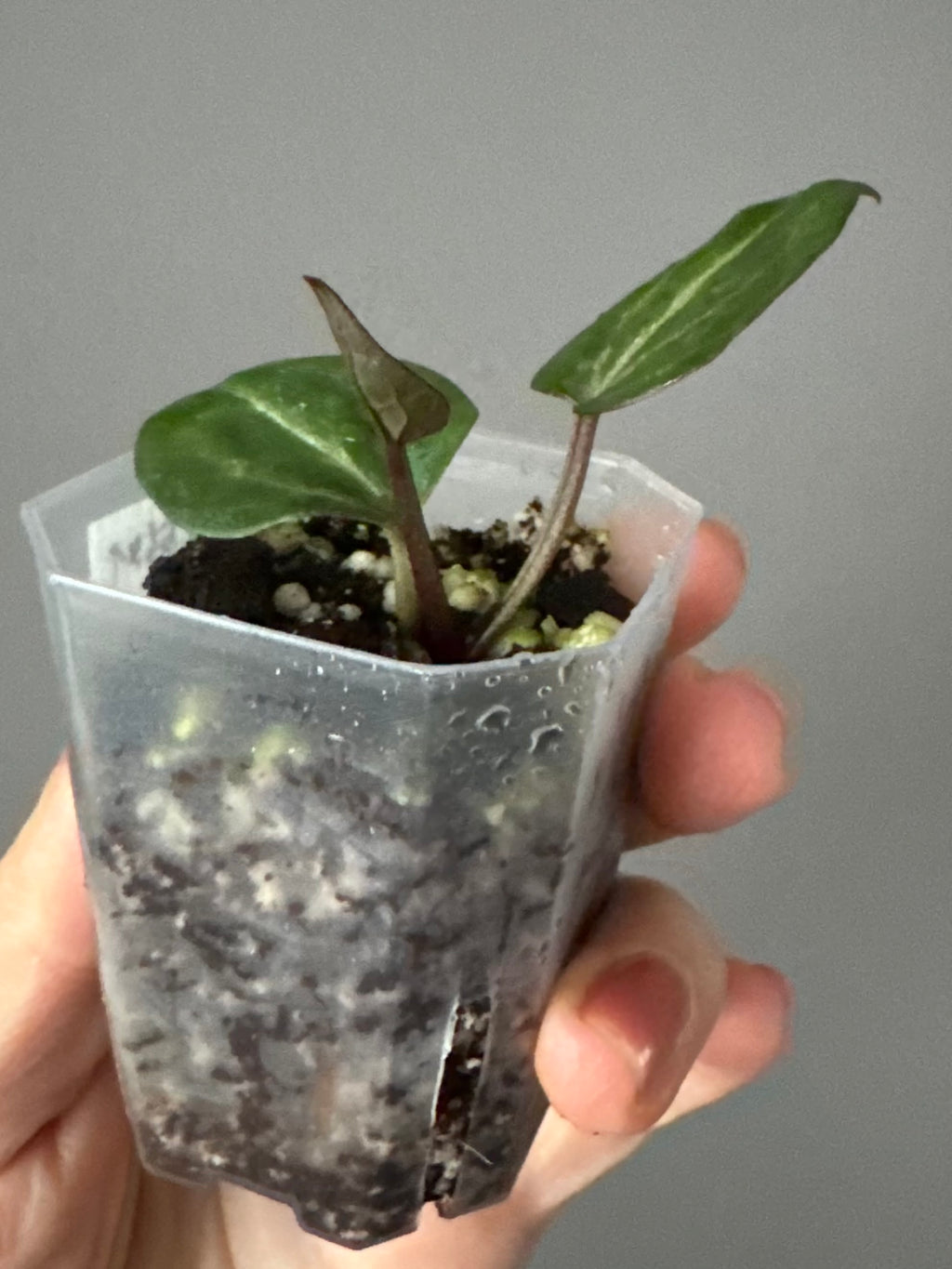 Anthurium Crystallinum Select Color x M