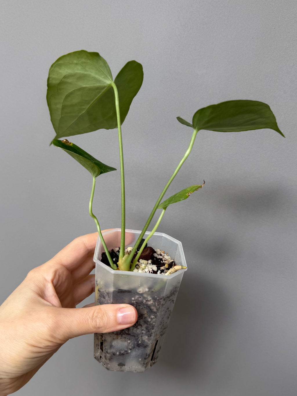 Anthurium Delta Force