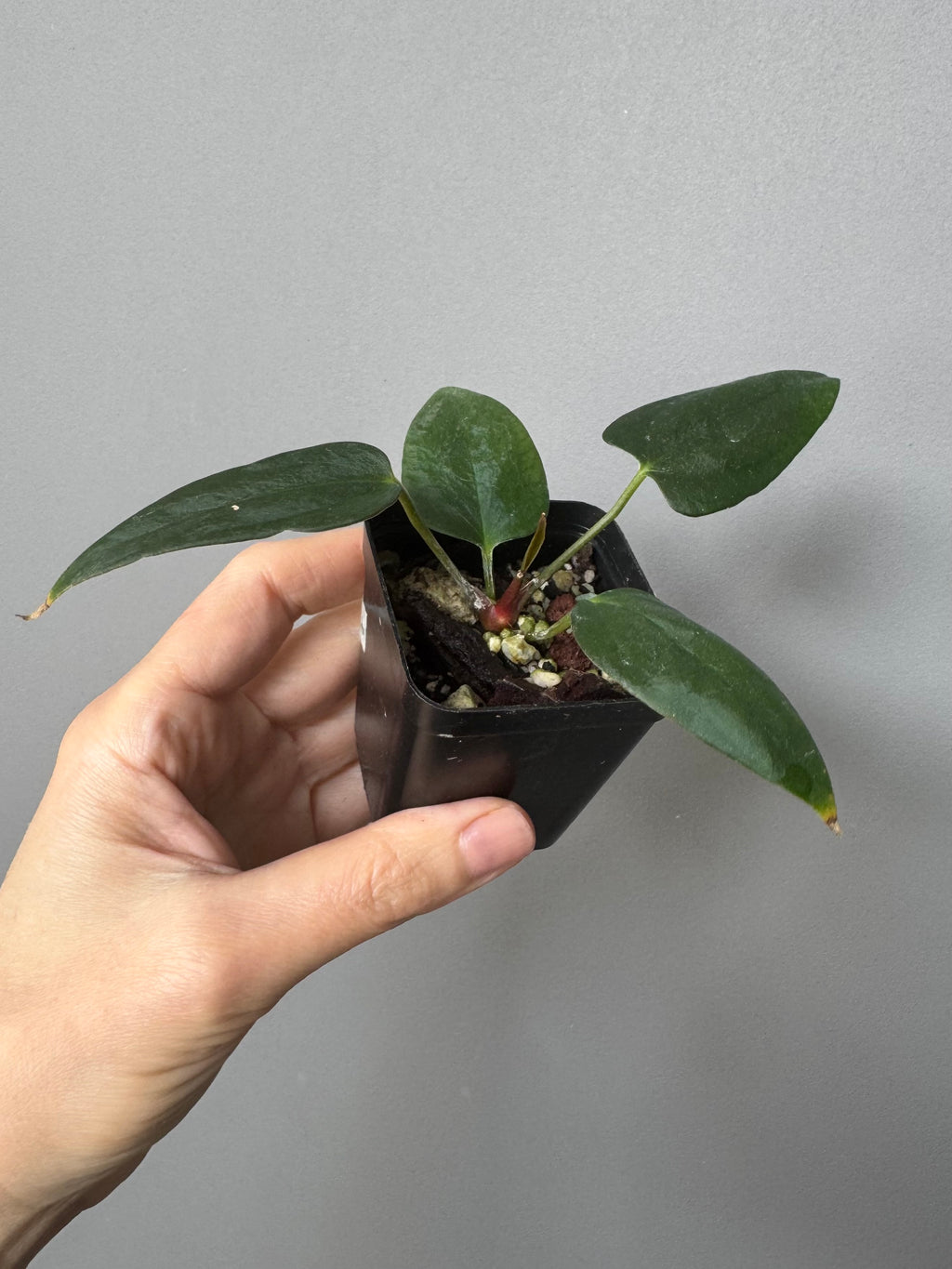 Anthurium portillae (NSE x Dorito) by max_aroids