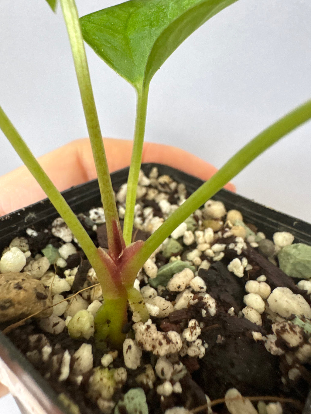 Anthurium (MagCrystal x NoID) x Papillilaminum