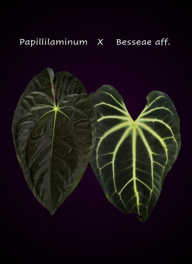 Anthurium papillilaminum x besseae aff. - Plant A