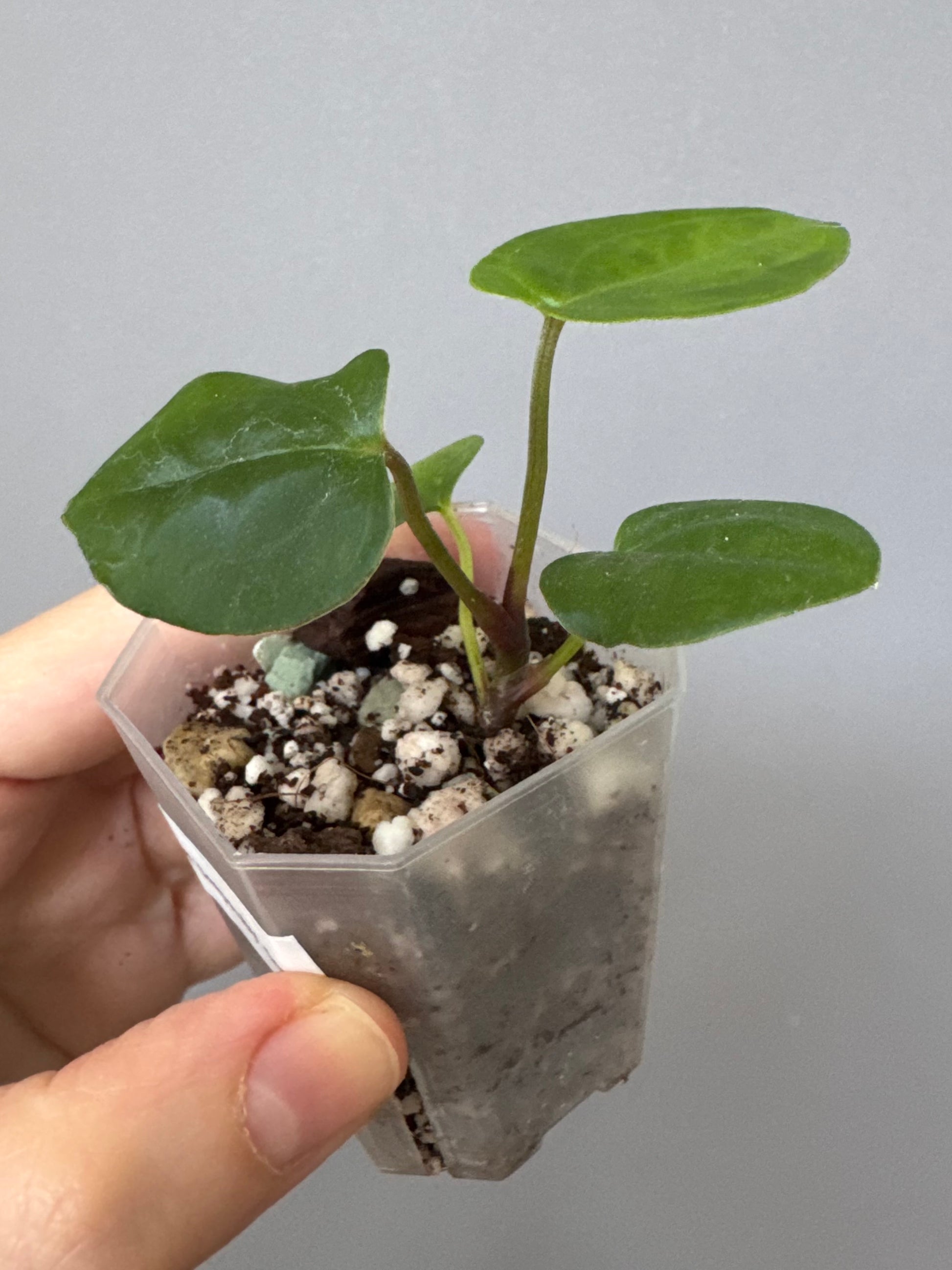 Midnight Velvet ‚Deep Ruby‘ clone
