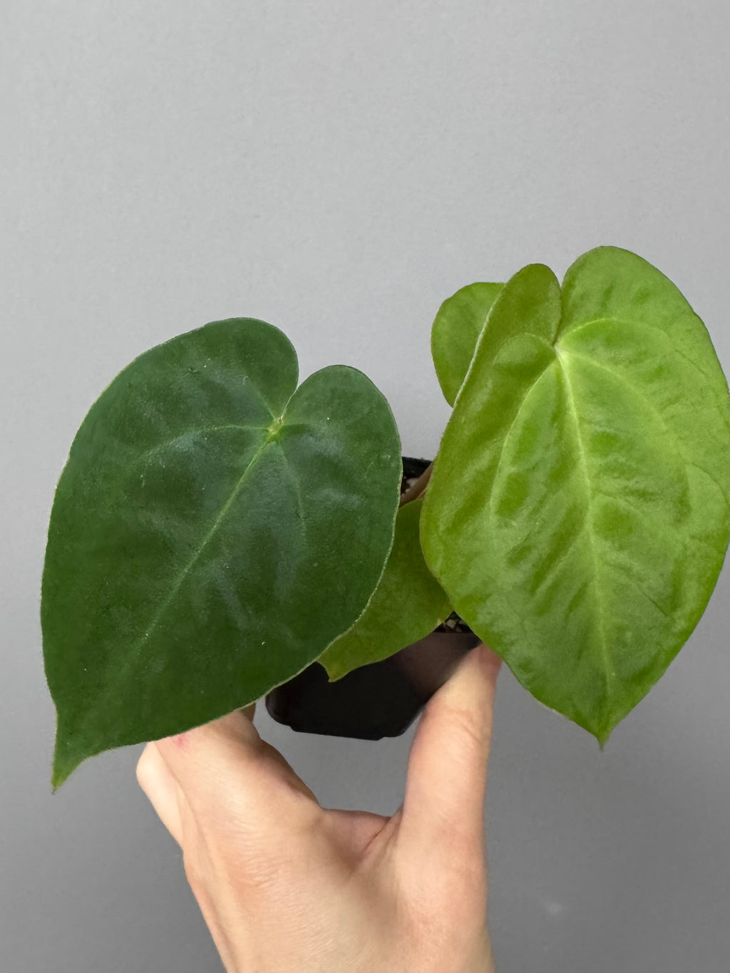 Anthurium Besseae aff. x Papillilaminum