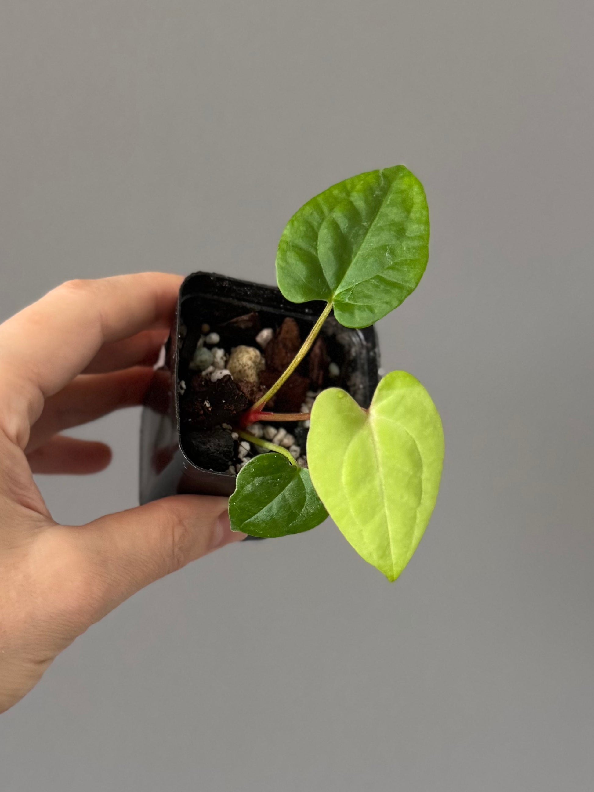 Anthurium Papillilaminum x FSxRVDP