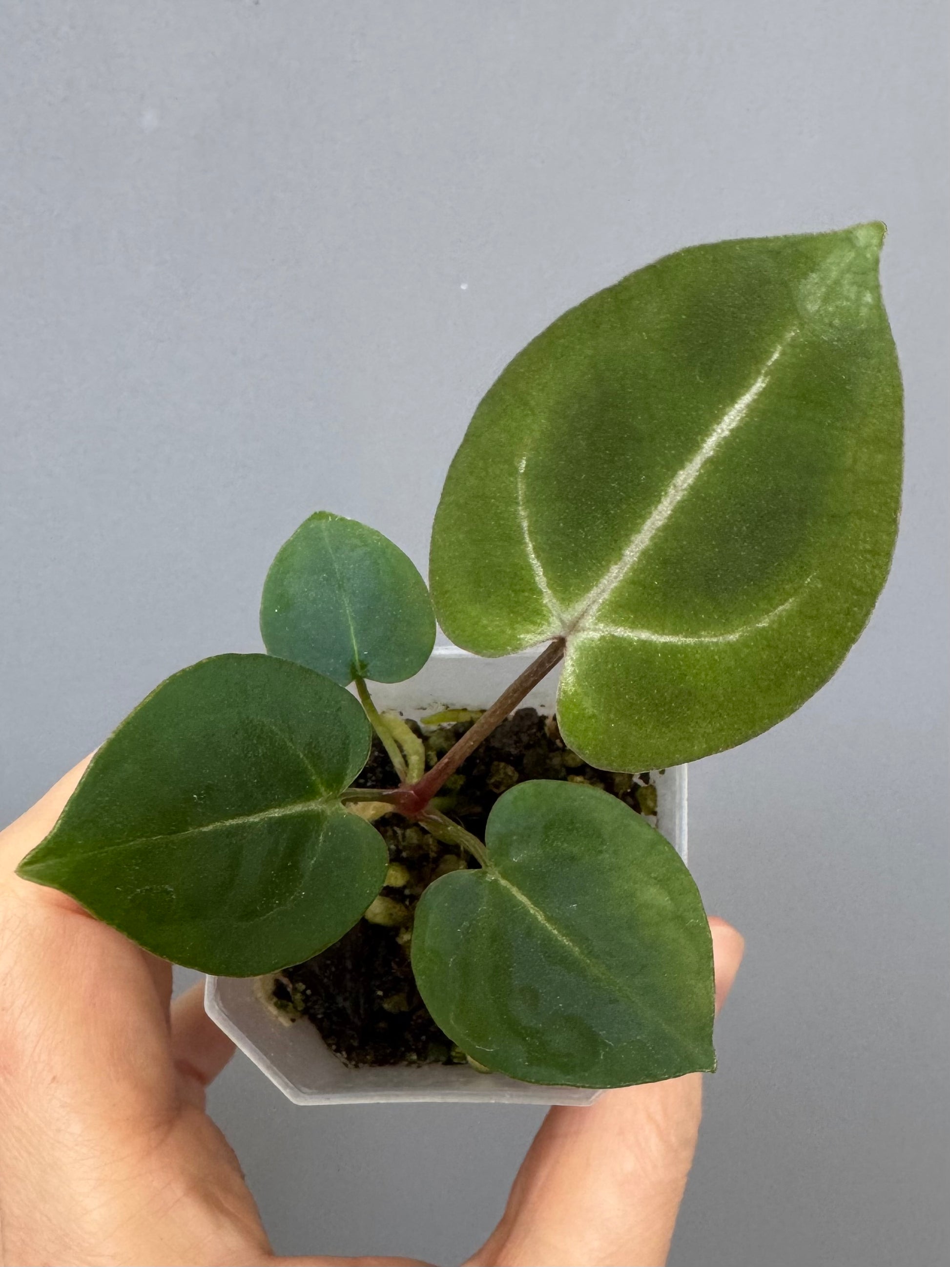 Anthurium (ZxM) x  (NSE Red Crystallinum x Carlablackiae)