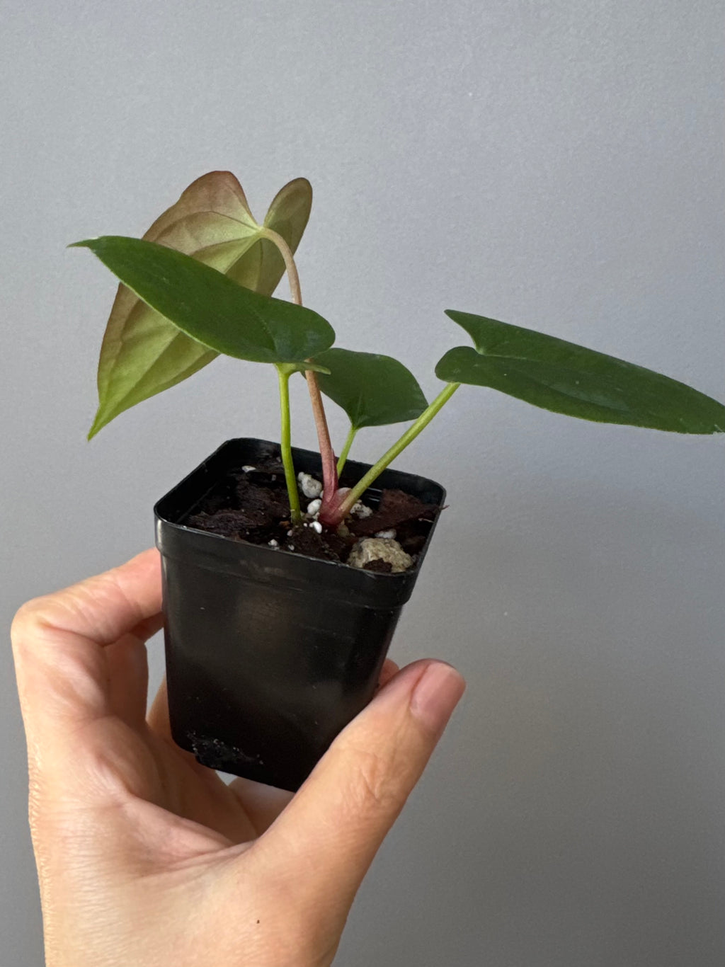 Anthurium Papillilaminum x FSxRVDP