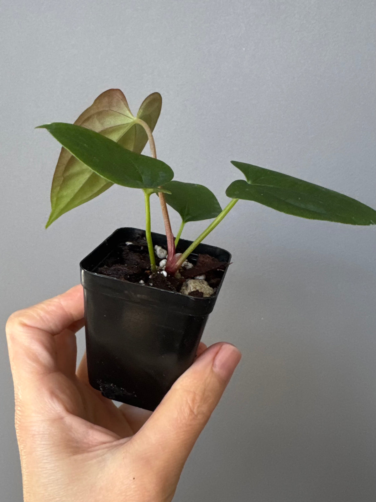 Anthurium Papillilaminum x FSxRVDP
