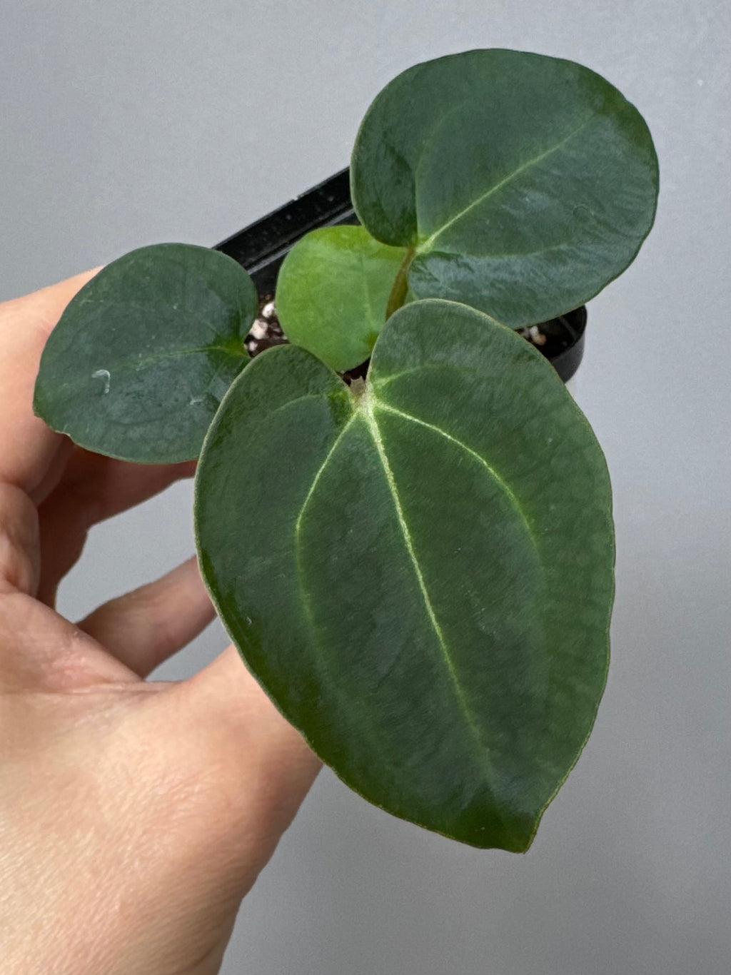 Anthurium (AOS x forgetii) x (NSE Red Crystallinum x Carlablackiae)