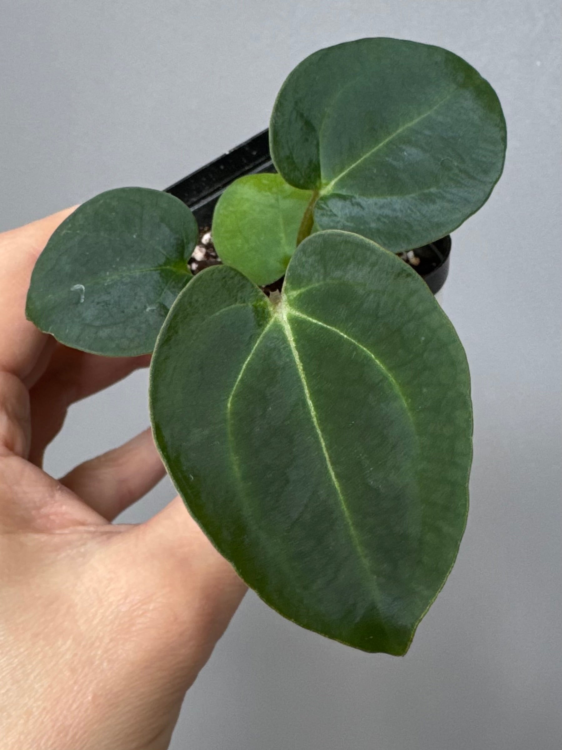 Anthurium (AOS x forgetii) x (NSE Red Crystallinum x Carlablackiae)