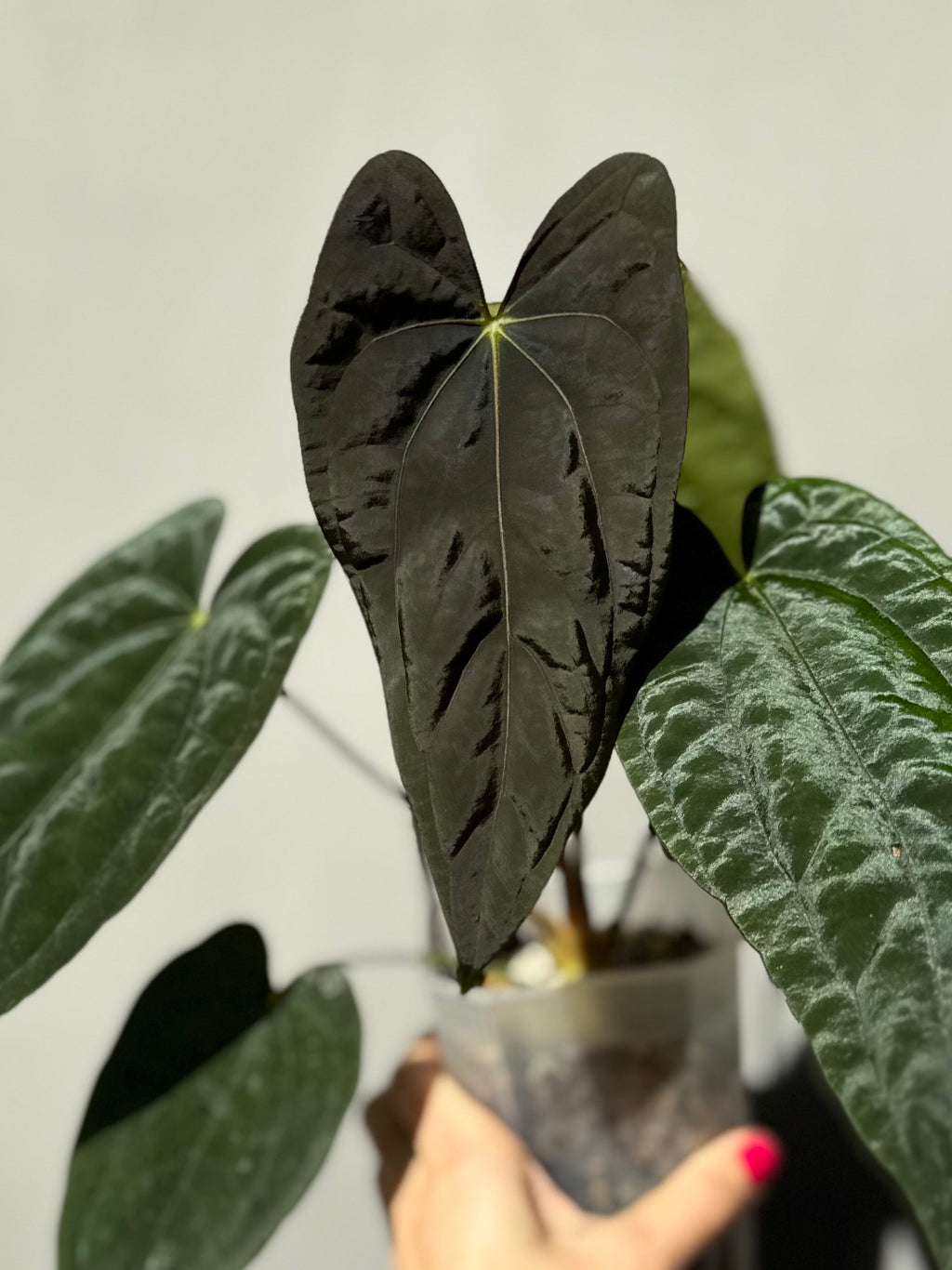 Anthurium Papillilaminum Fort Sherman x RG Dressleri (by thelonlysanctuary)