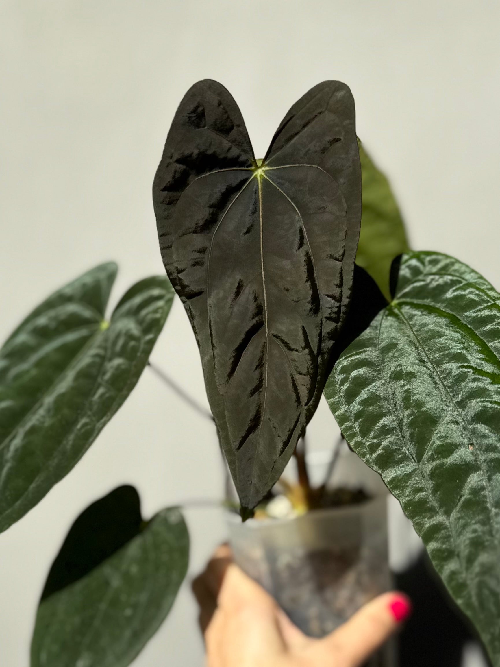 Anthurium Papillilaminum Fort Sherman x RG Dressleri (by thelonlysanctuary)