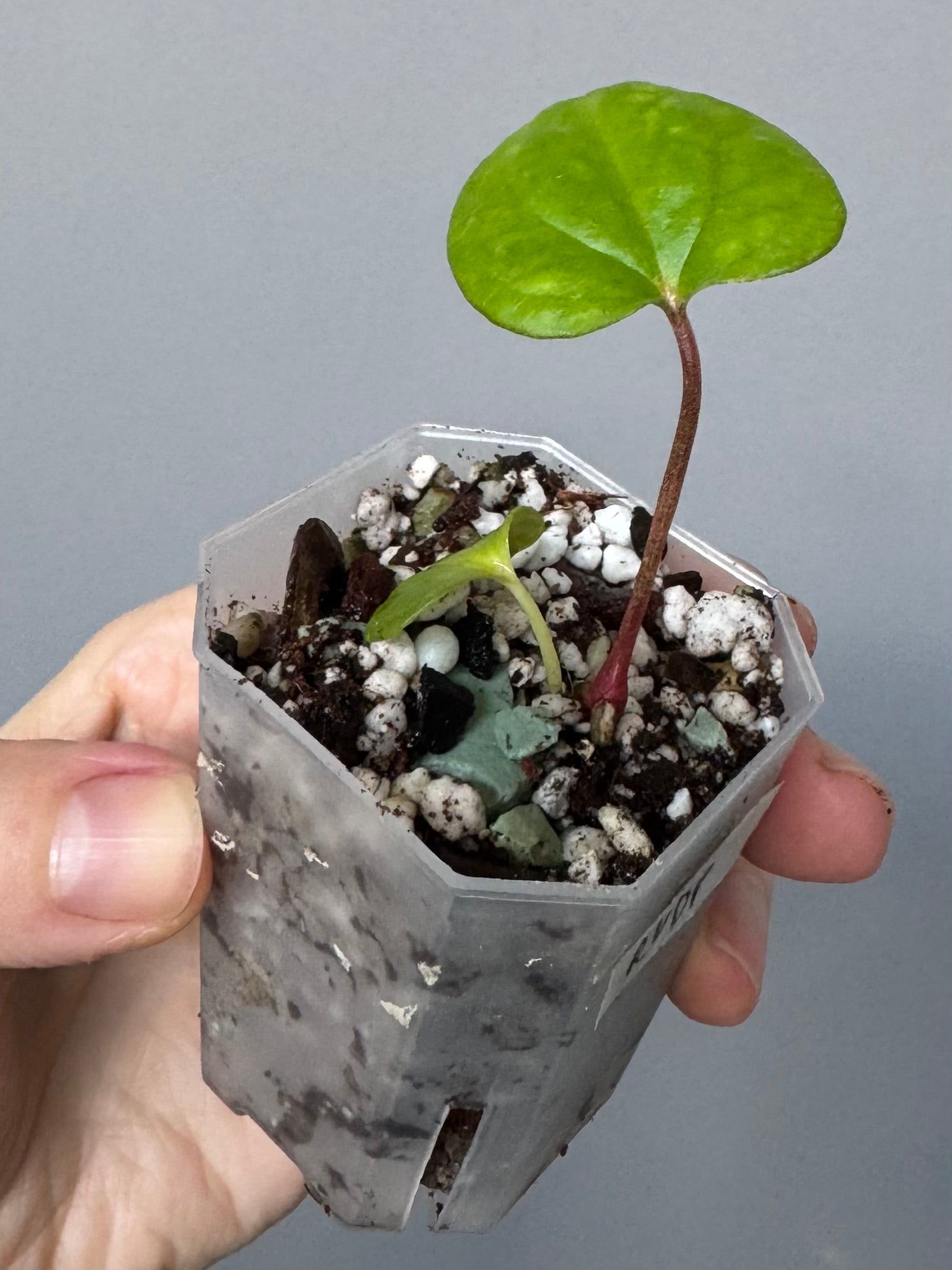 Anthurium RVDP - Red Vein Dark Phoenix Clone