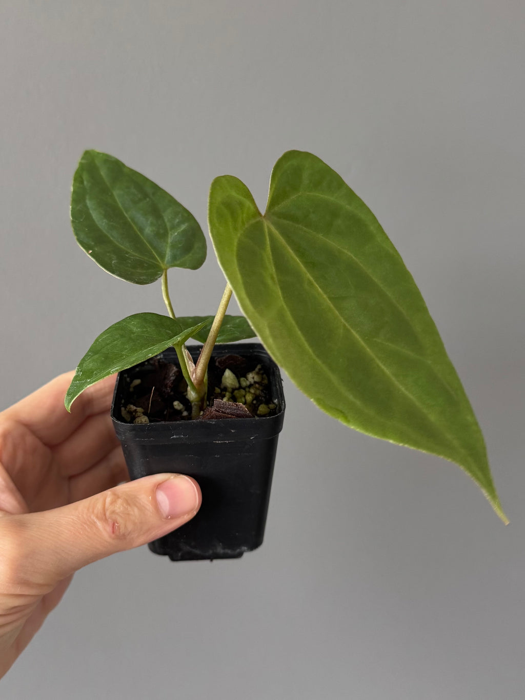 Anthurium Tezula AOS df x BVEP neon (Sarah/botanophile)