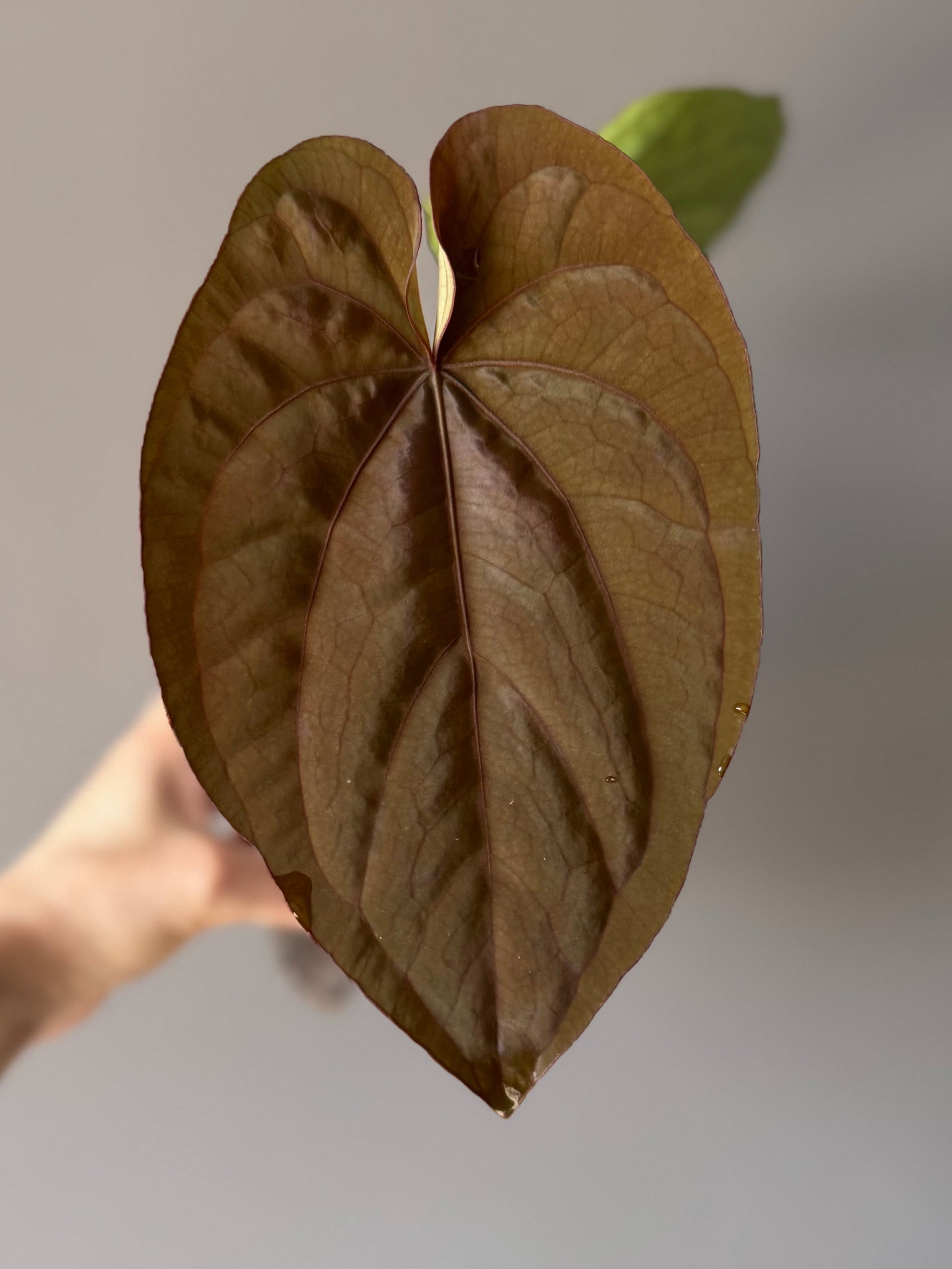 Anthurium Dressleri RG F2 x black (Grant)