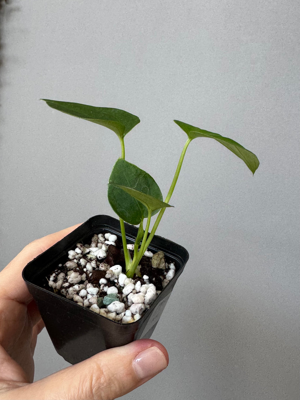 Anthurium PapillilaminumX xself