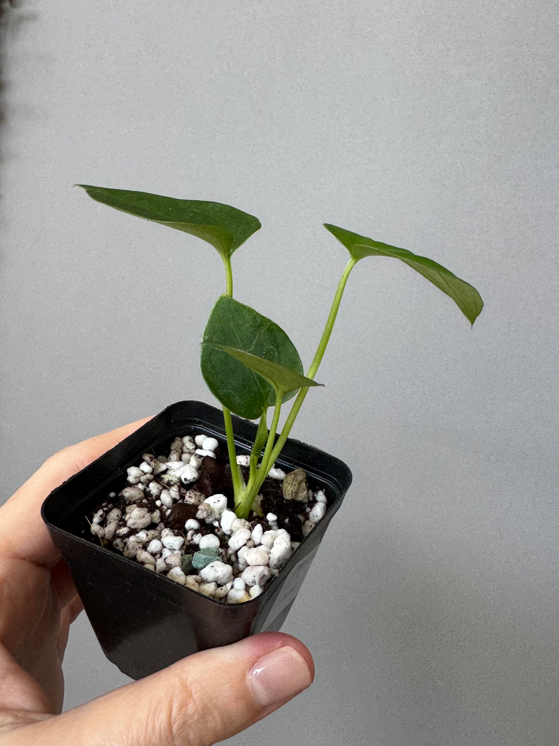 Anthurium PapillilaminumX xself