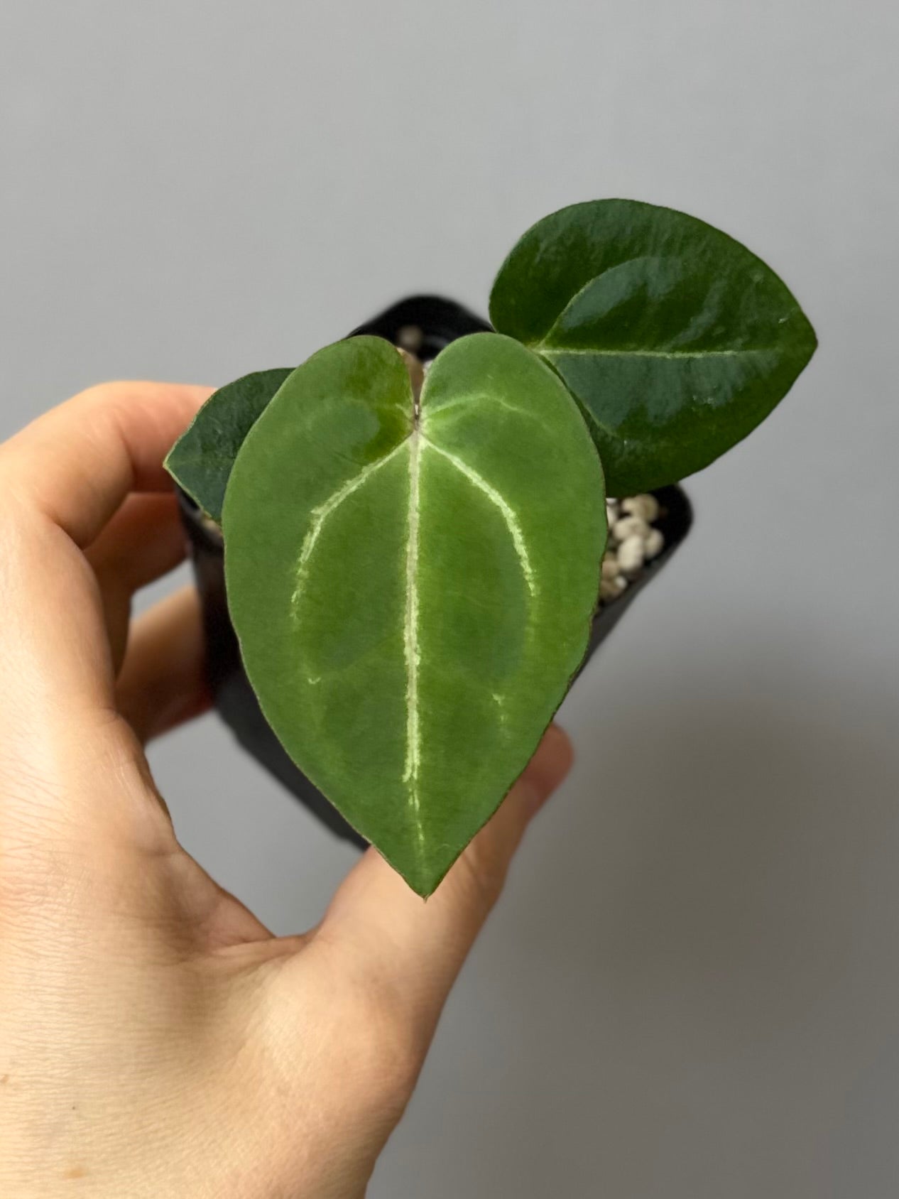 Anthurium Michelle x (AOS x Carlablackiae)
